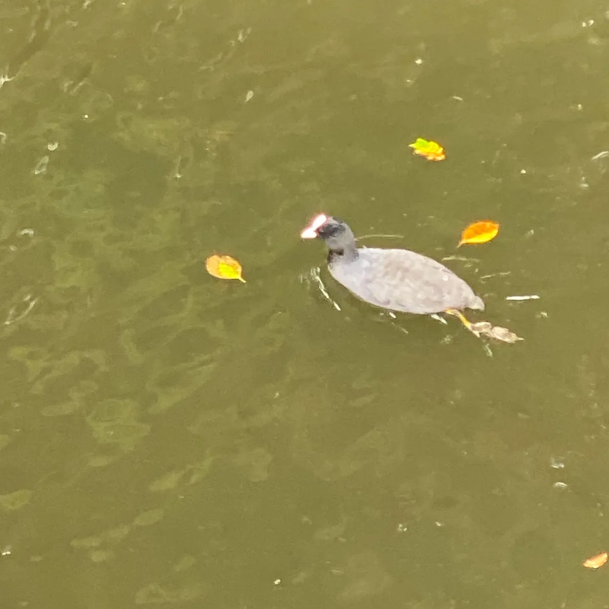 Gespotte Meerkoet