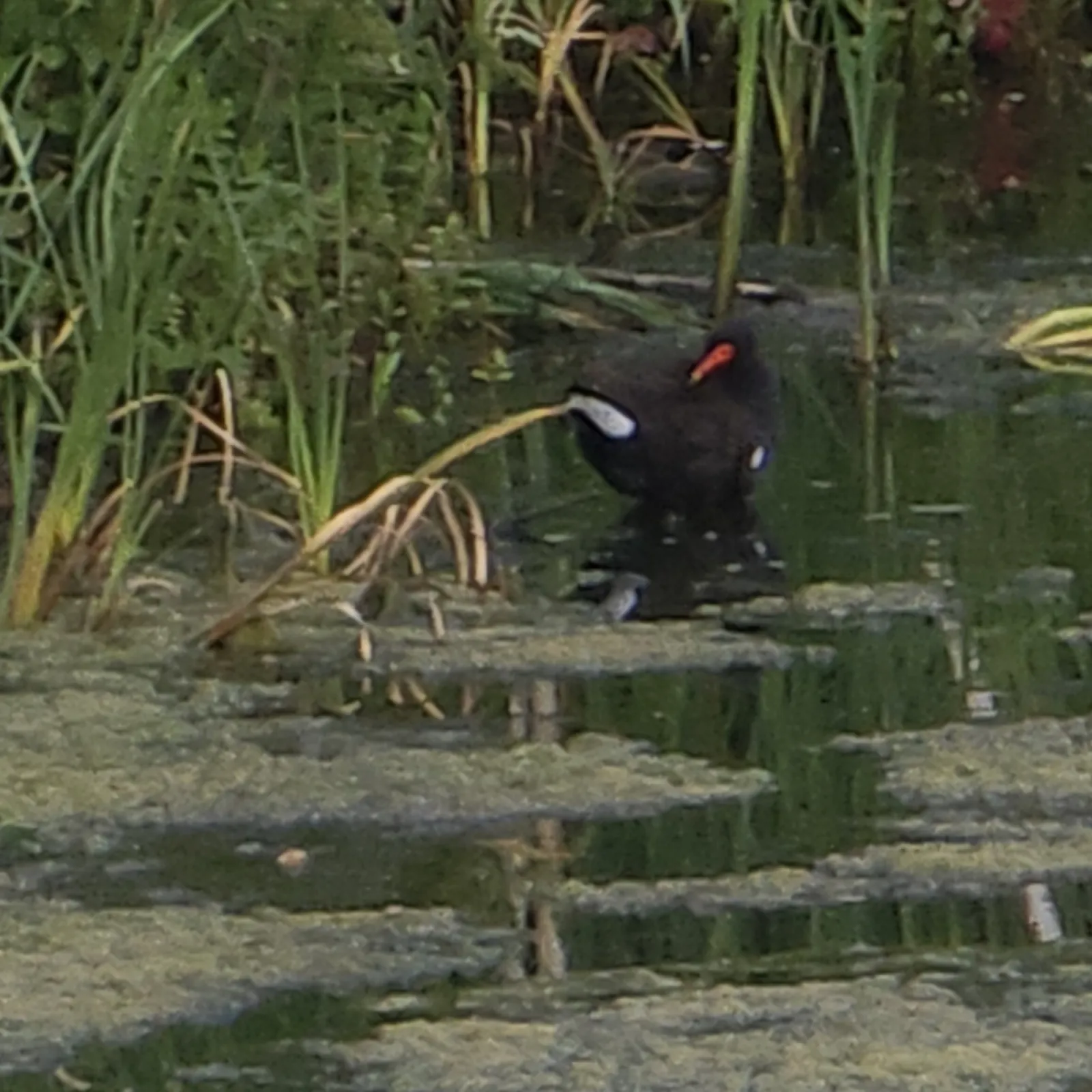 Spotted Eurasian Moorhen