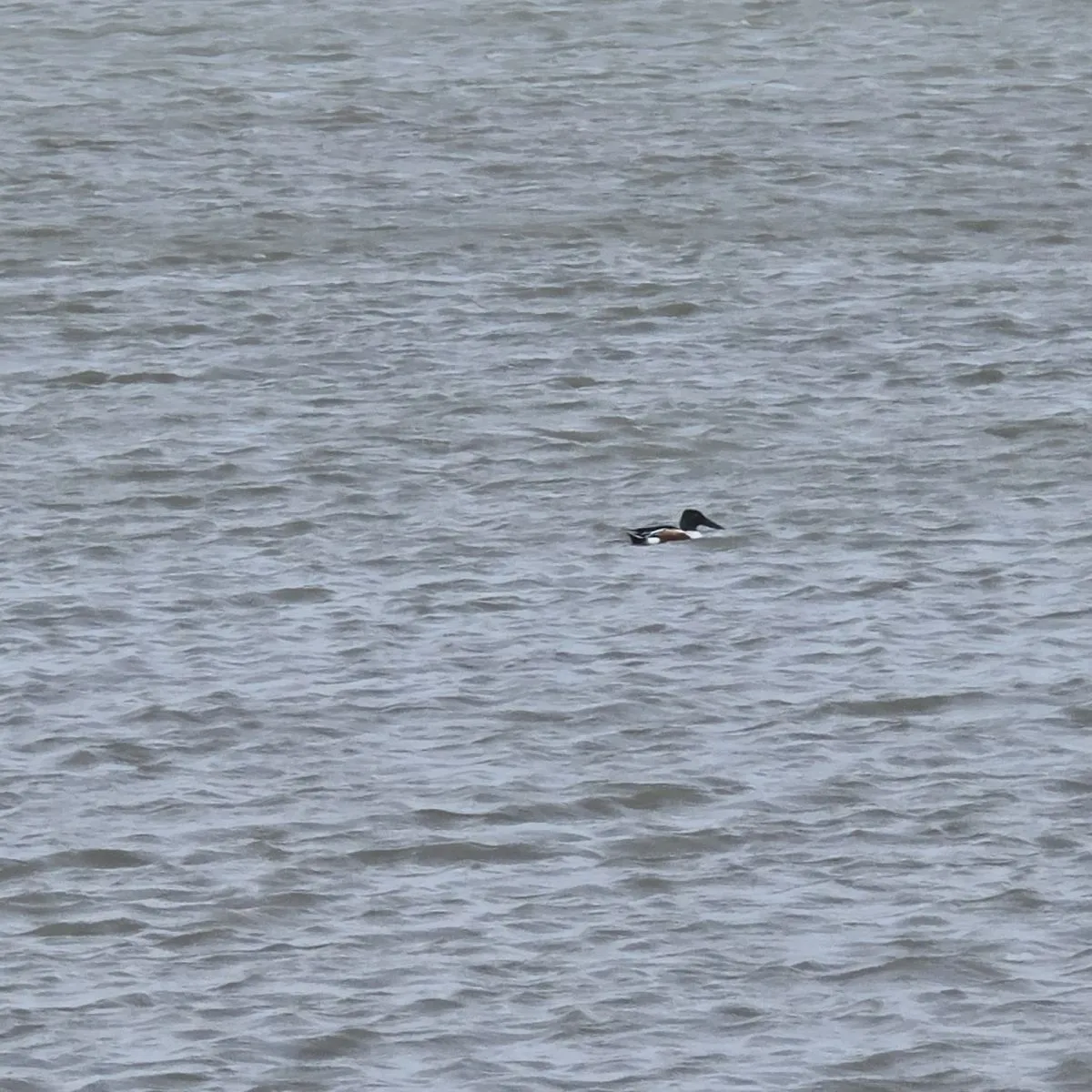 Gespotte Buffelkopeend