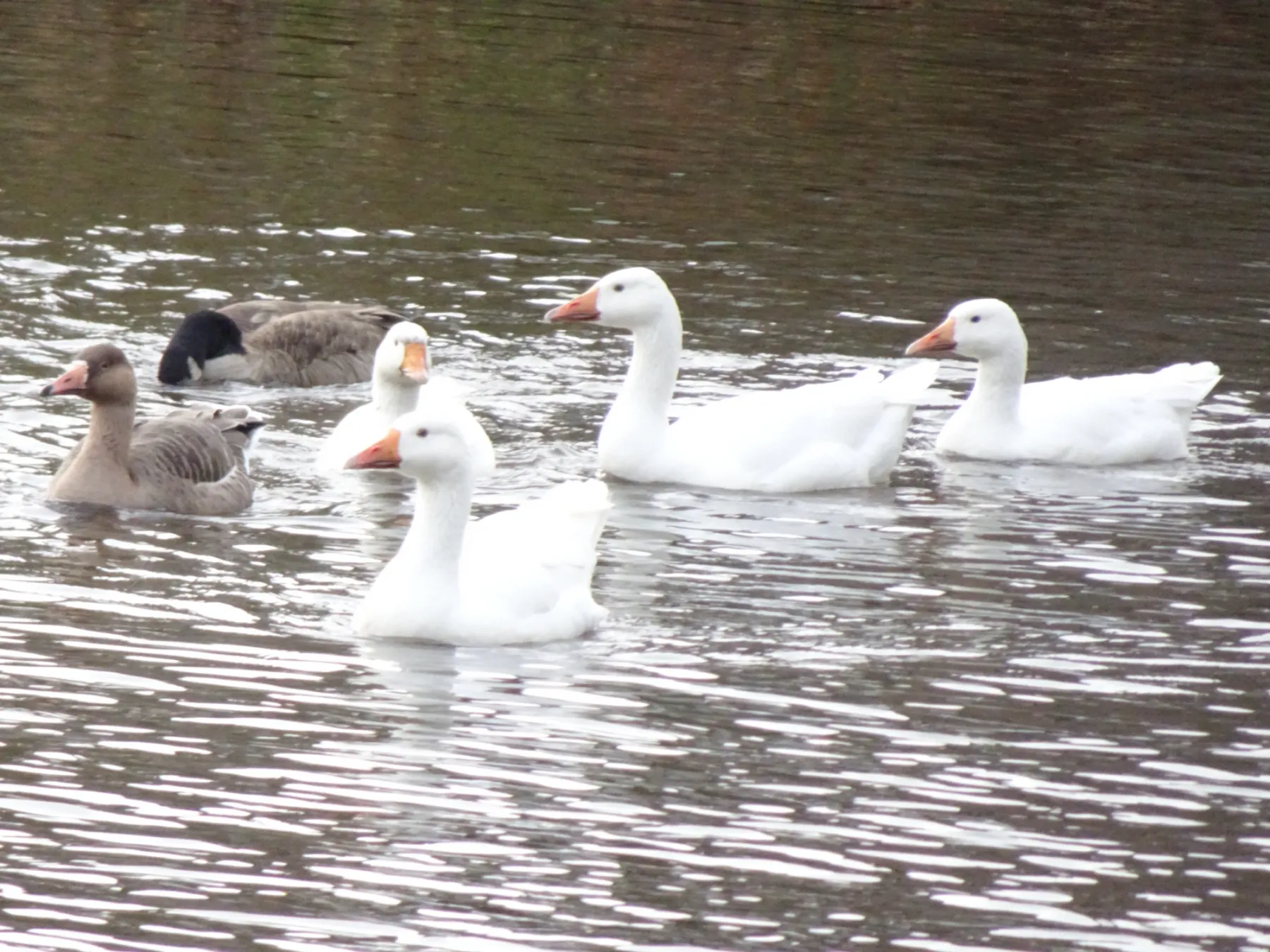 Gespotte Grauwe gans