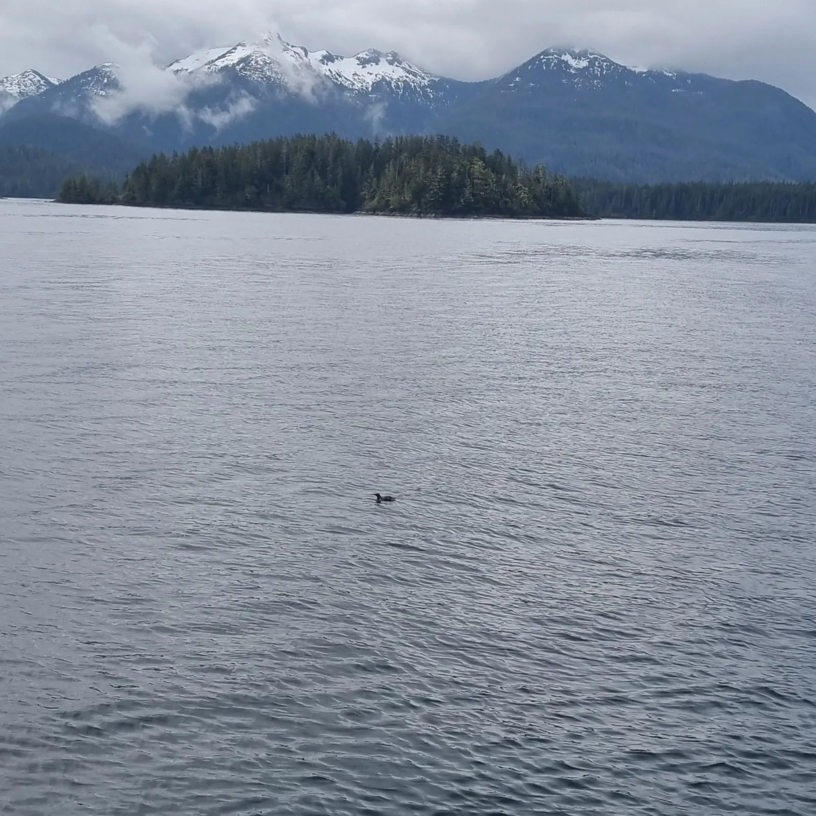 Spotted Common Murre