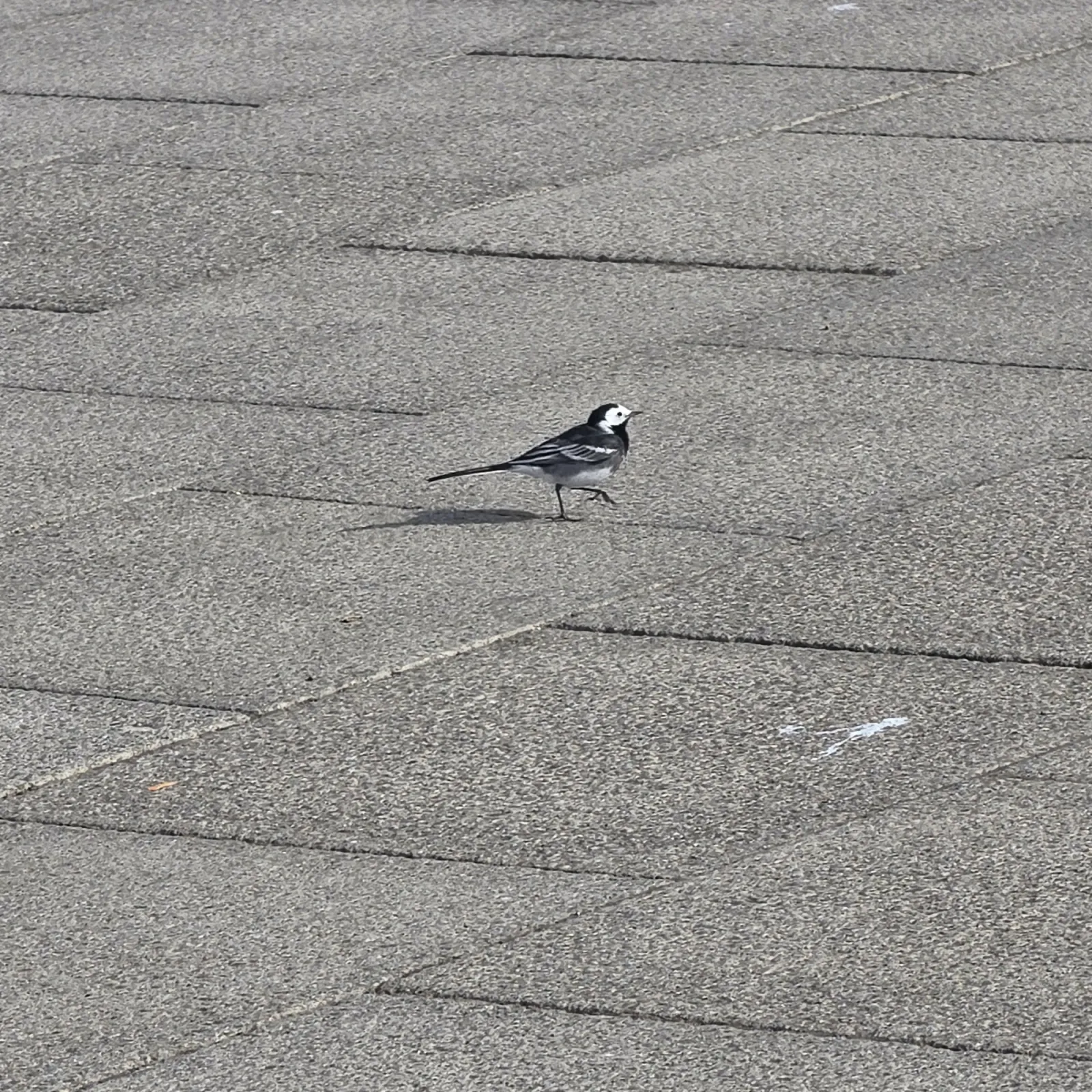 Spotted White Wagtail
