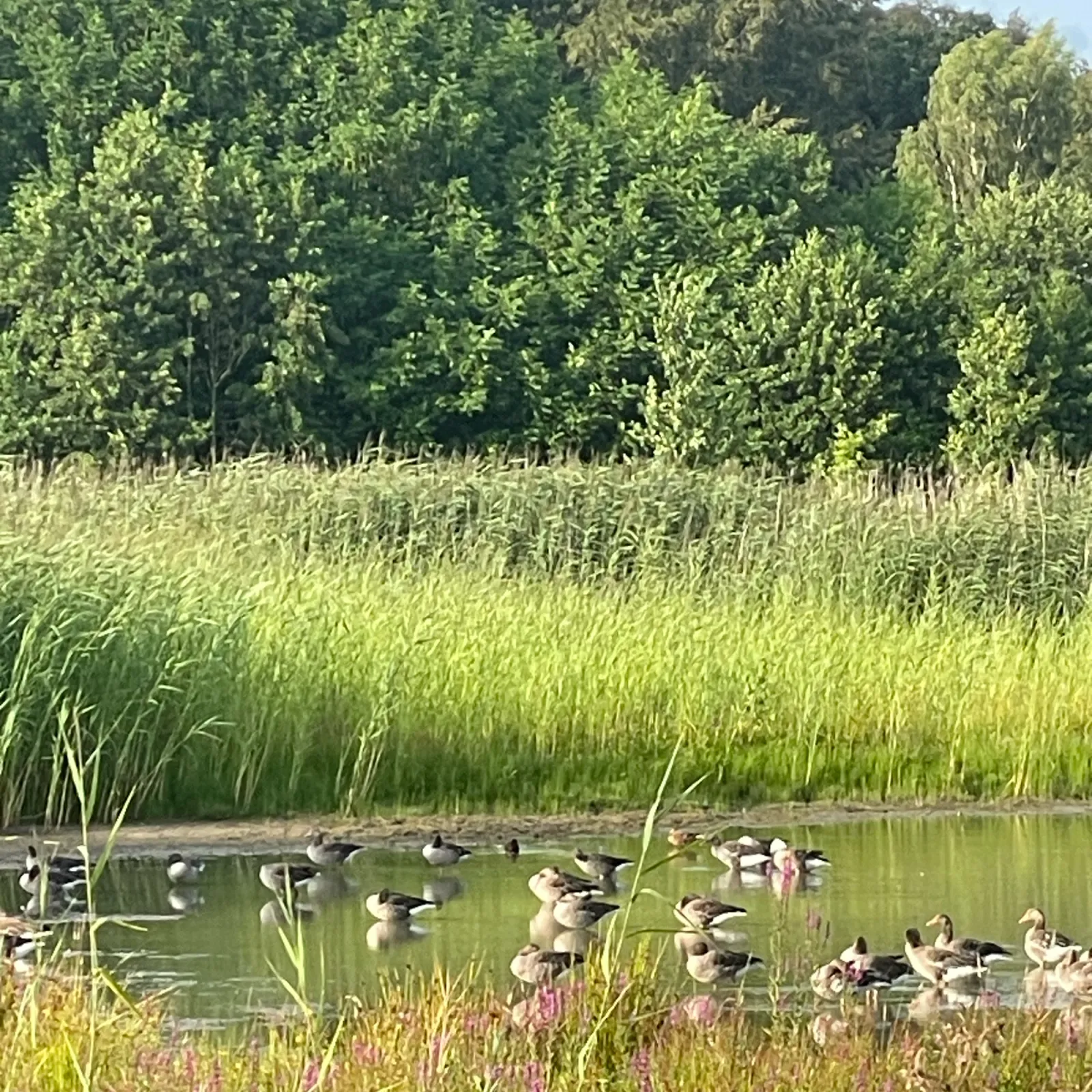 Waargenomen Grauwe gans