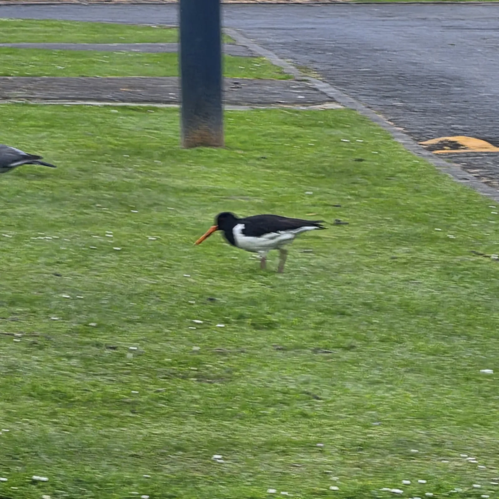 Spotted Eurasian Oystercatcher