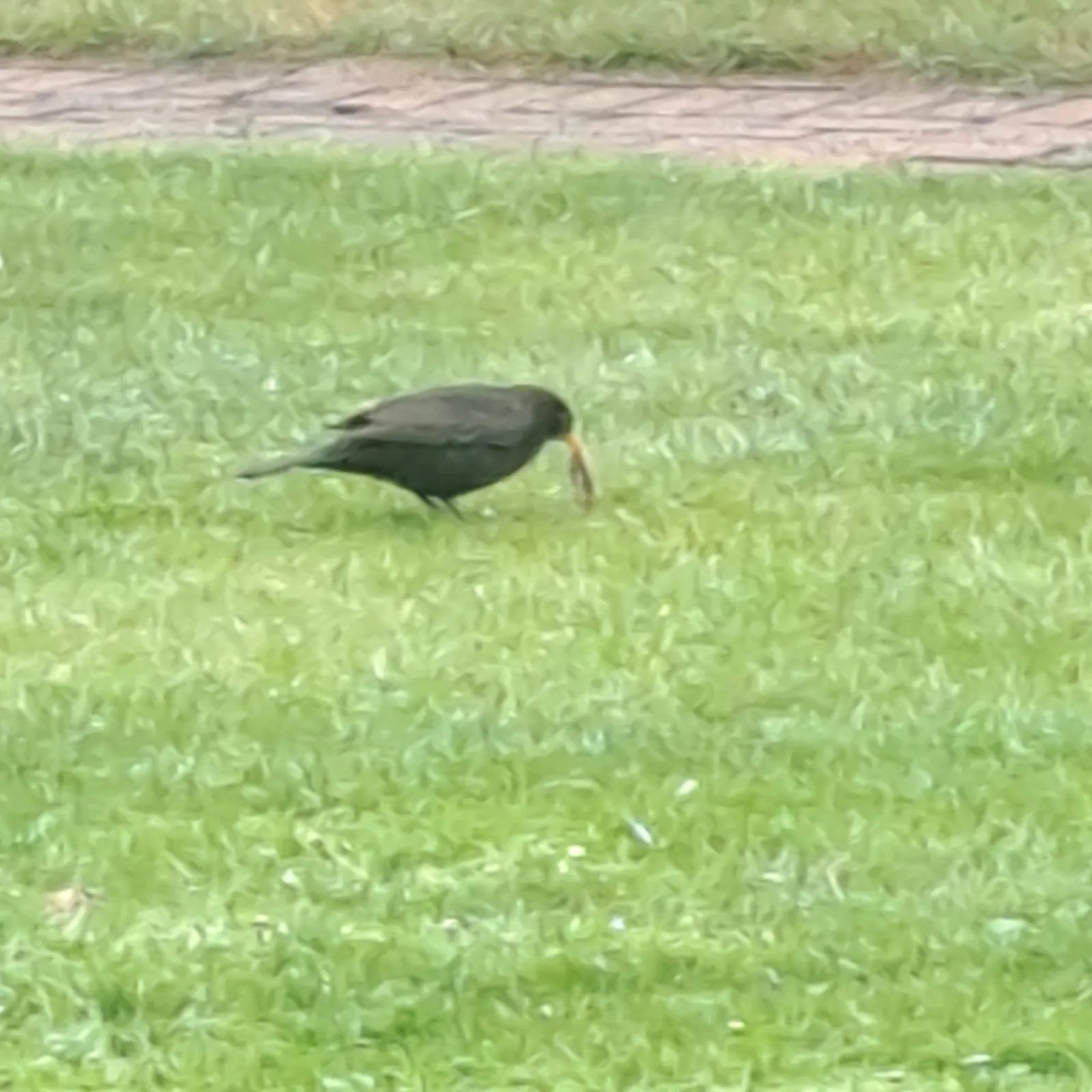 Waargenomen Merel
