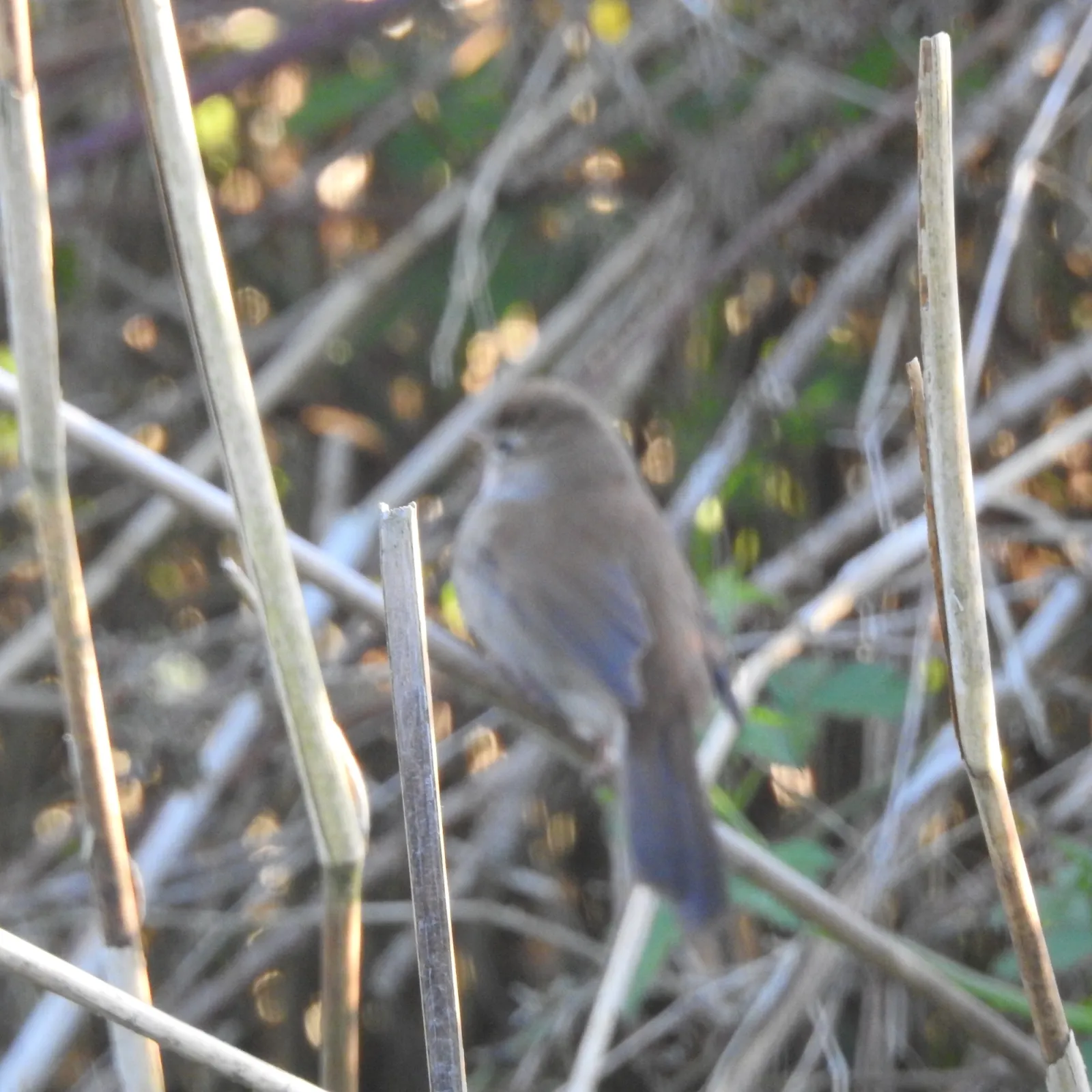 Gespotte Cetti's zanger