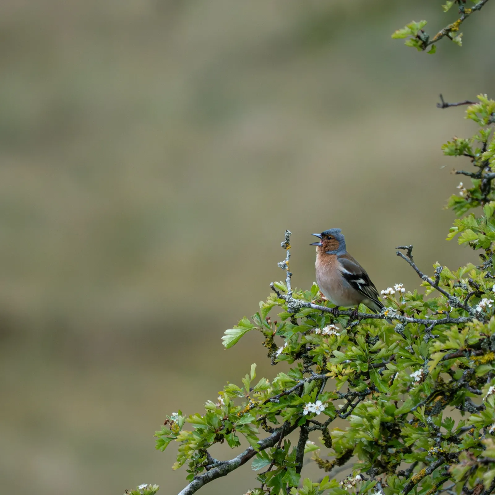 Waargenomen Vink