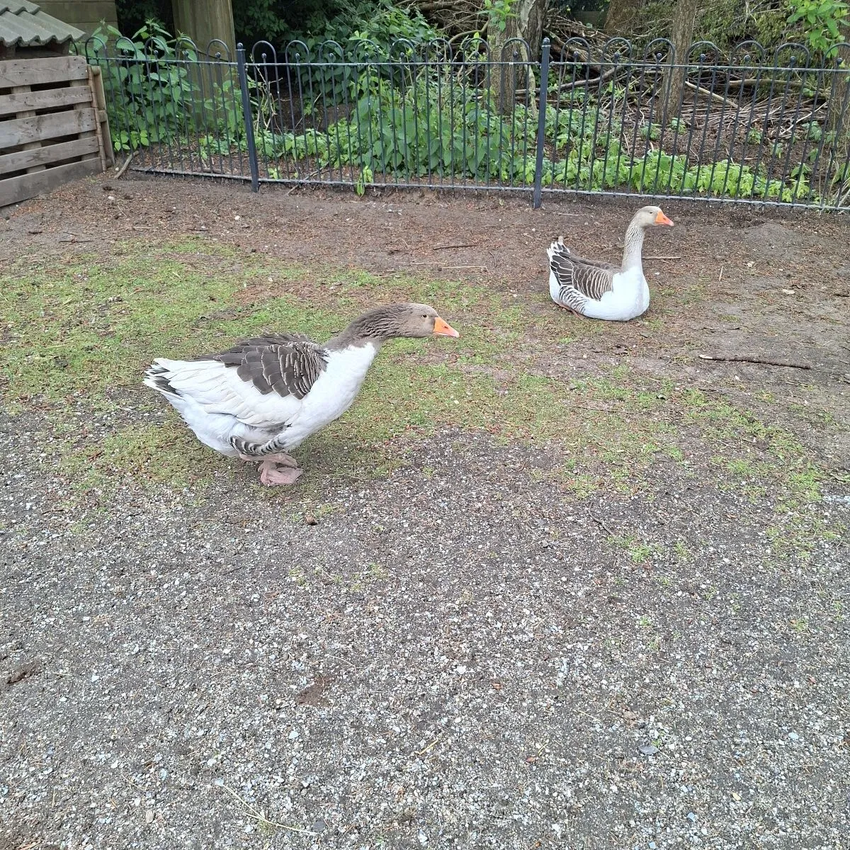 Waargenomen Grauwe gans