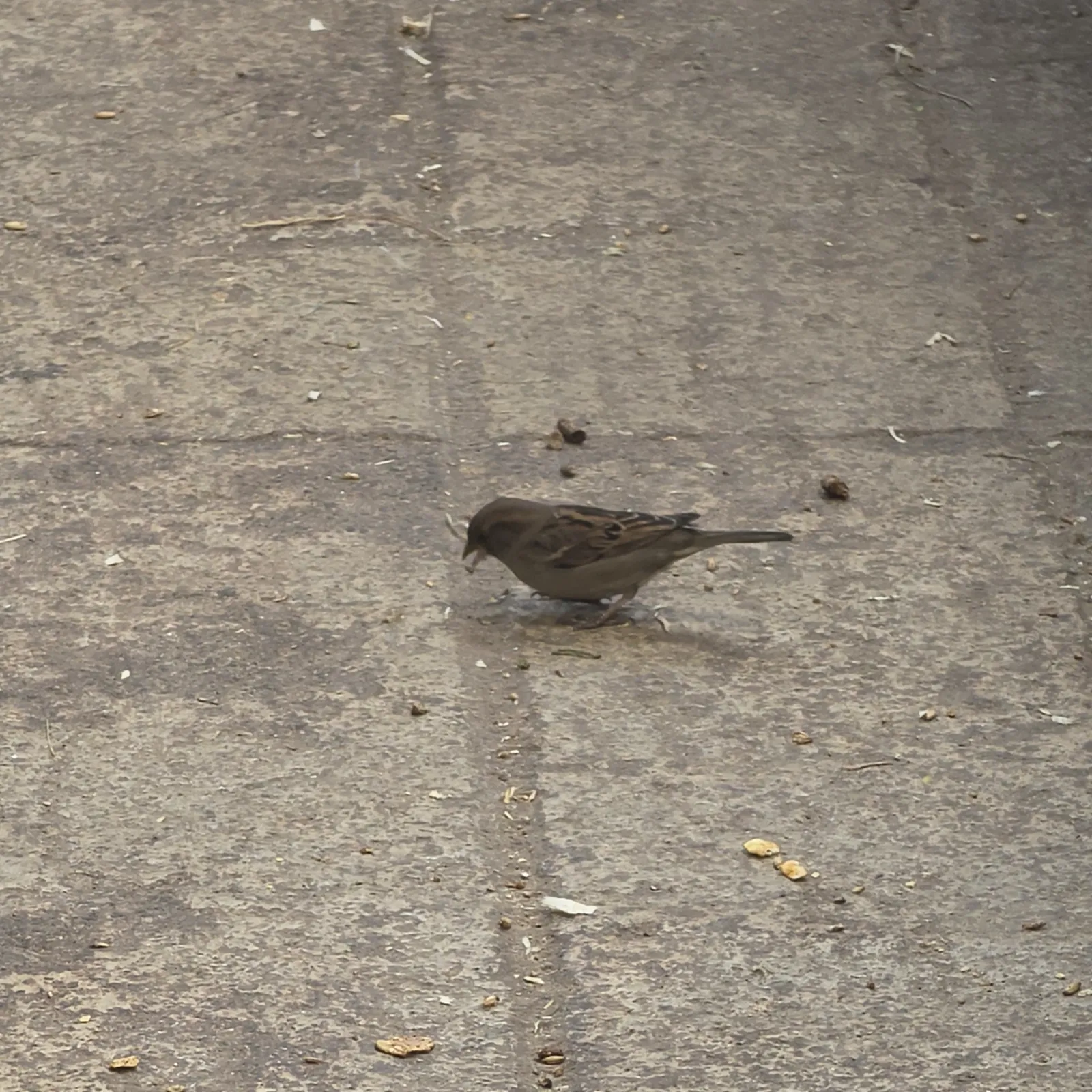 Spotted House Sparrow
