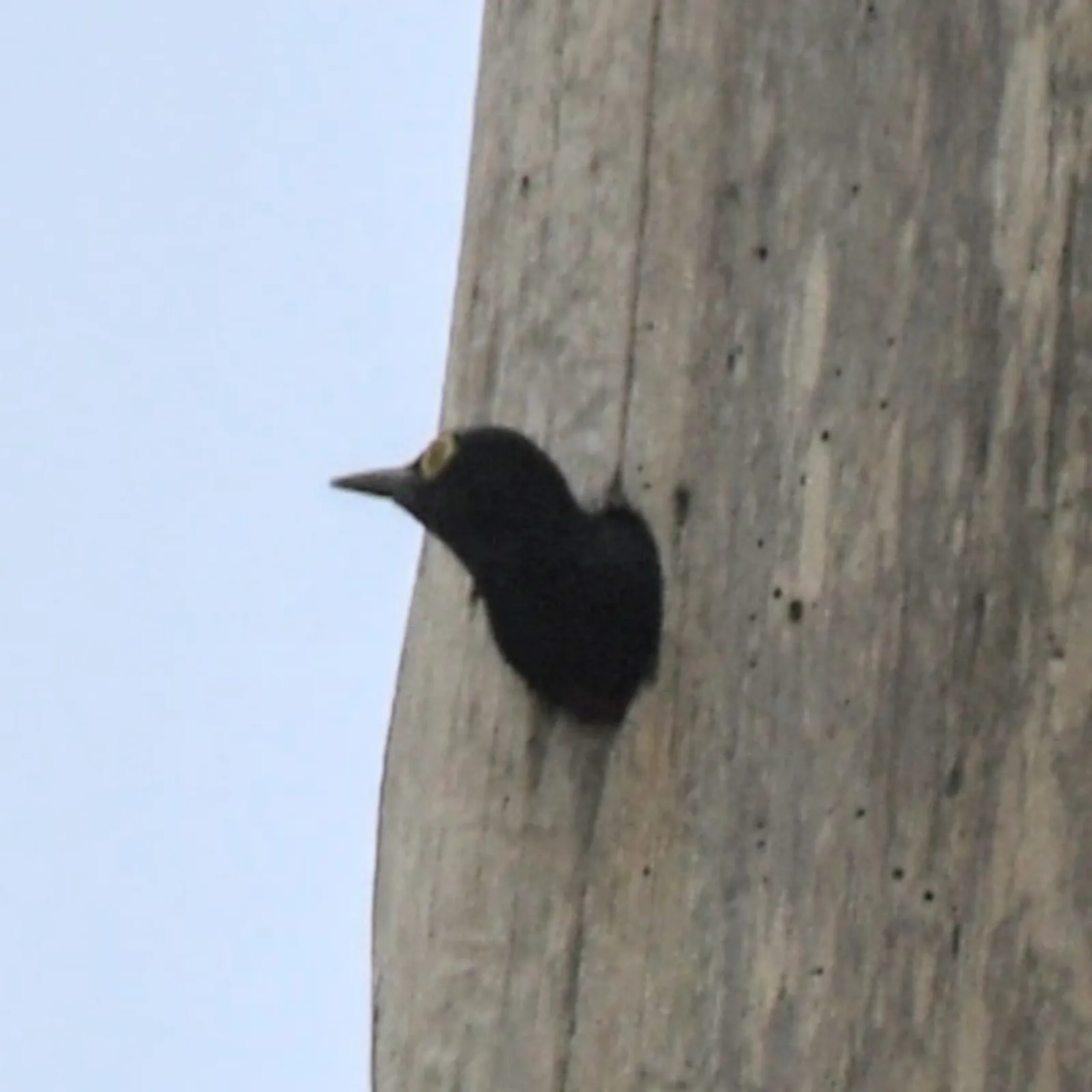 Gespotte Geelbrauwspecht