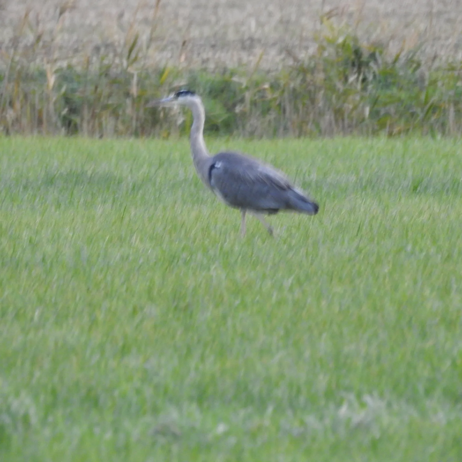 Waargenomen Blauwe reiger