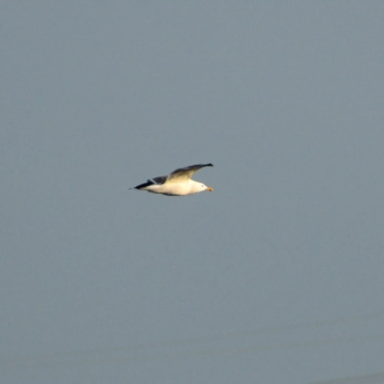 Gespotte Kleine mantelmeeuw