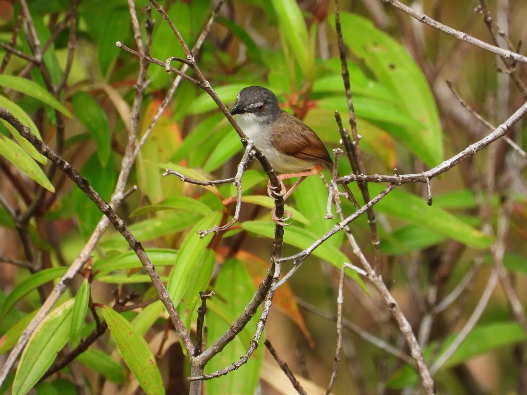 Gespotte Roestprinia