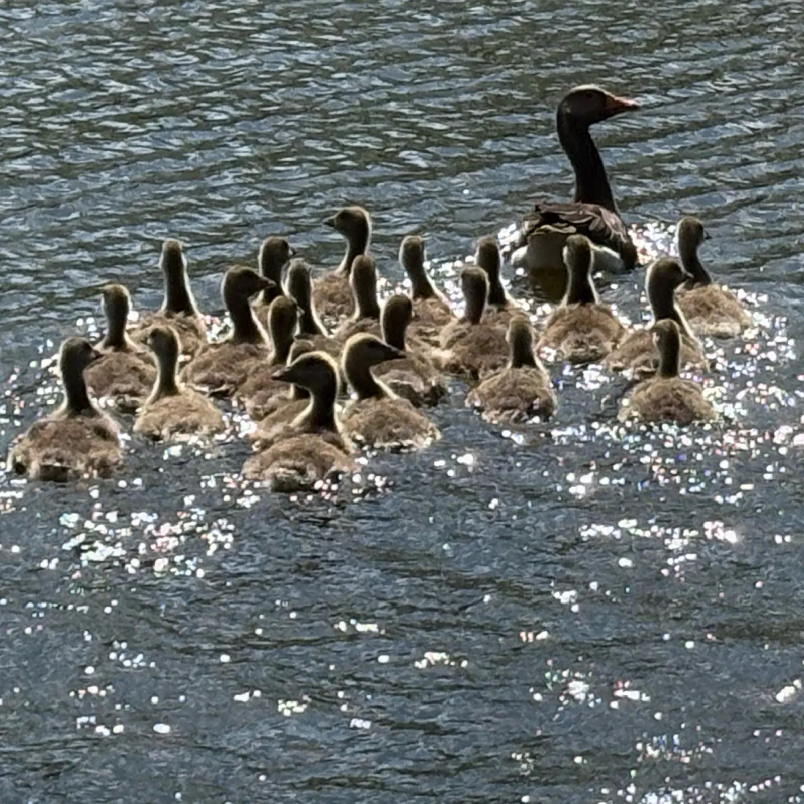 Waargenomen Grauwe gans