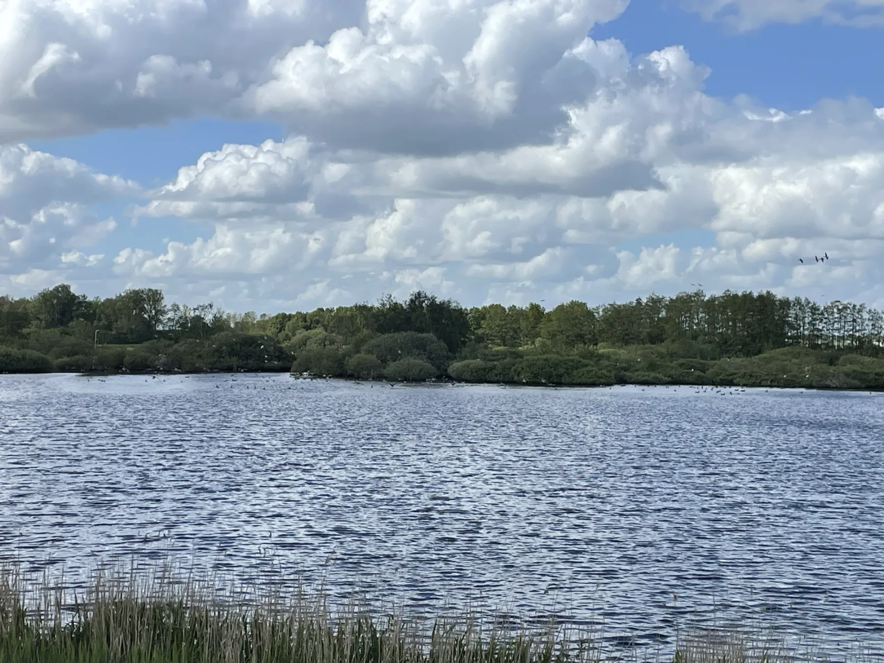 Waargenomen Grauwe gans
