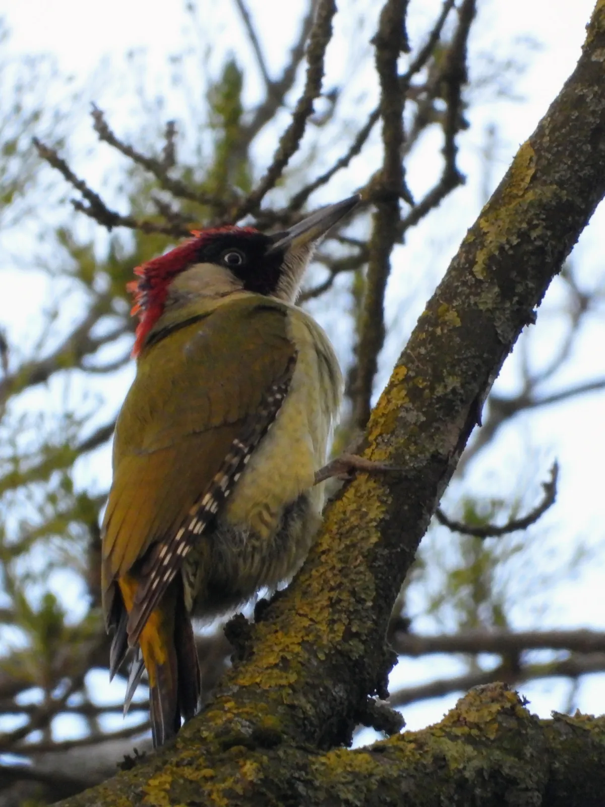 Gespotte Groene specht