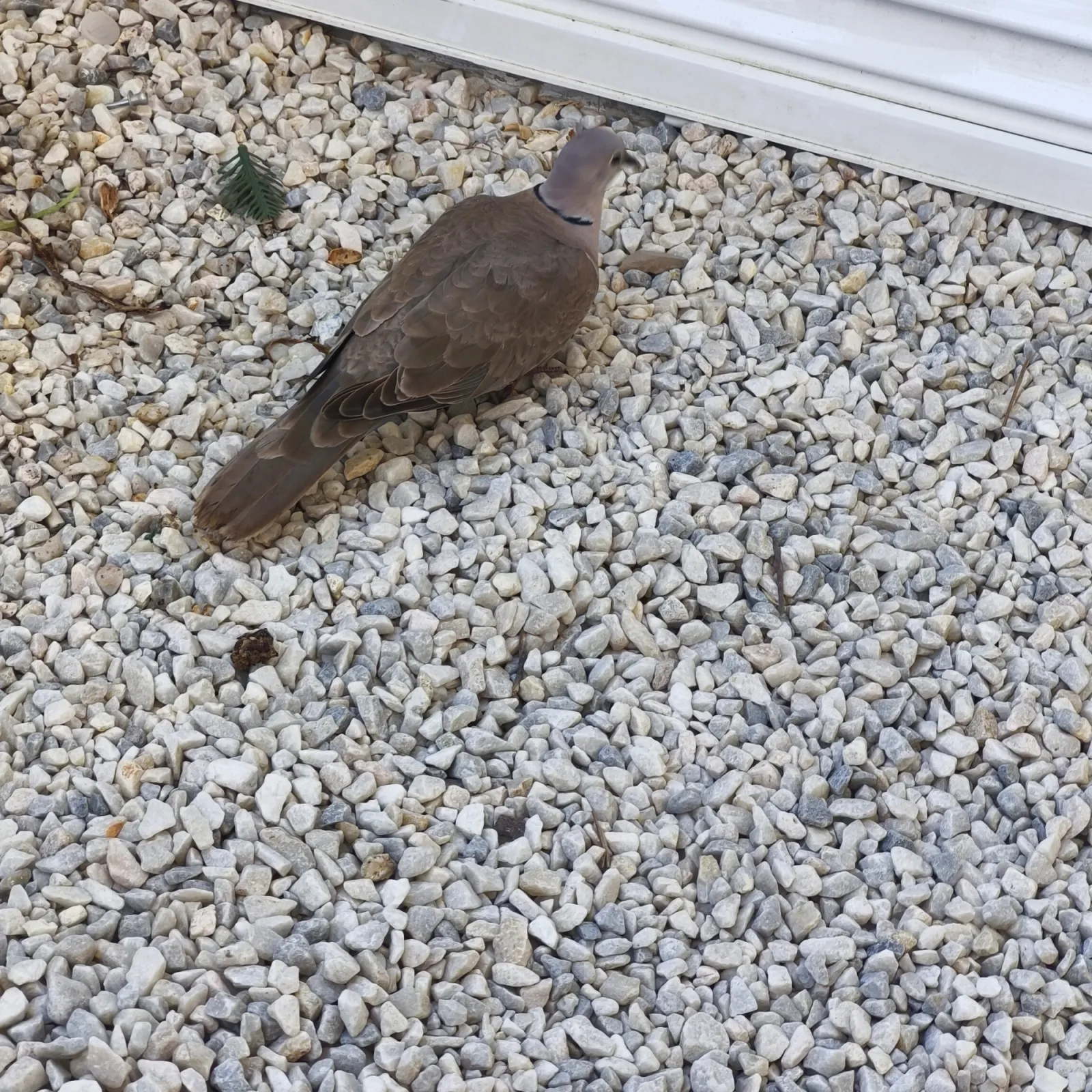 Gespotte Turkse tortel