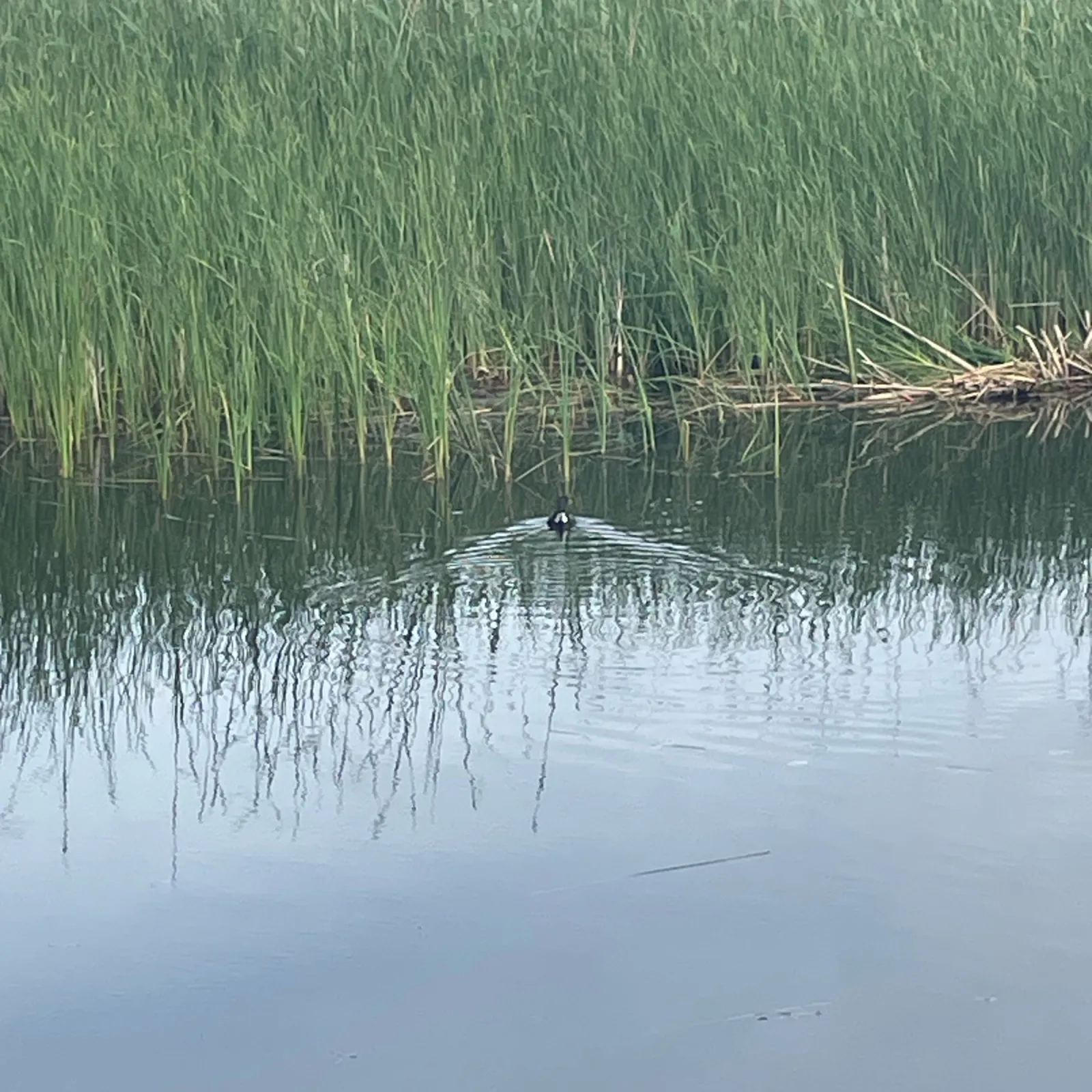 Waargenomen Waterhoen