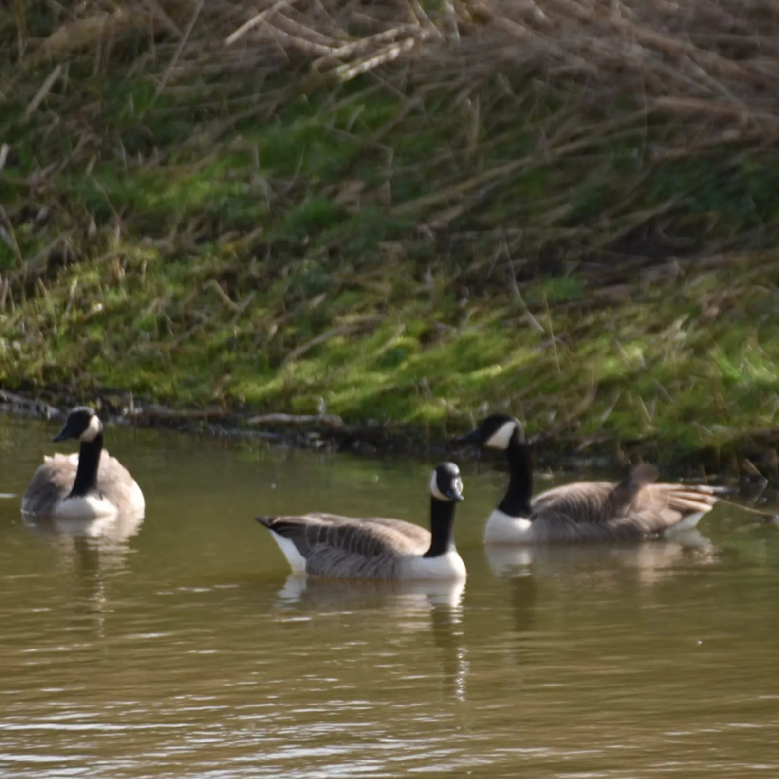 Gespotte Grote Canadese gans