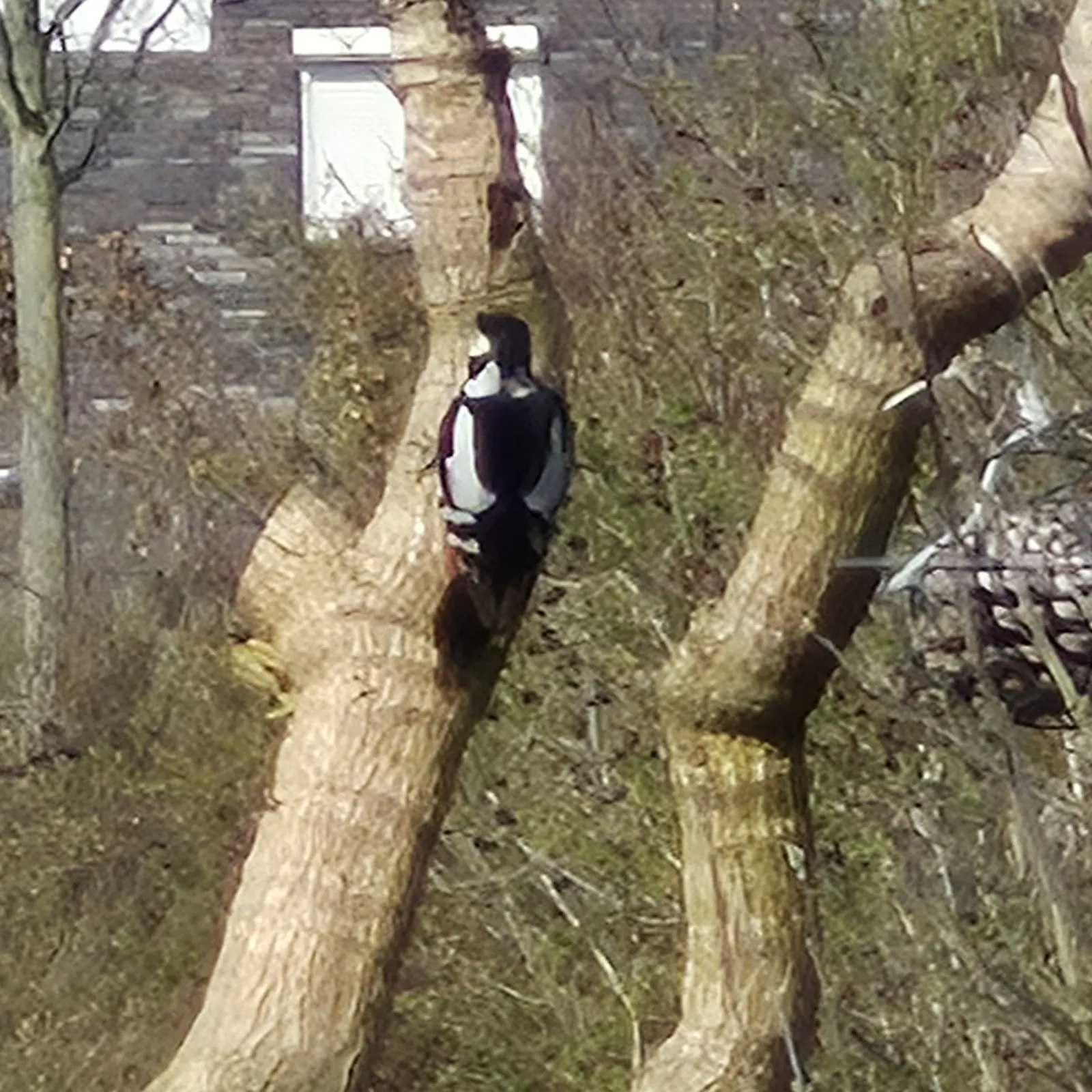 Gespotte Grote bonte specht