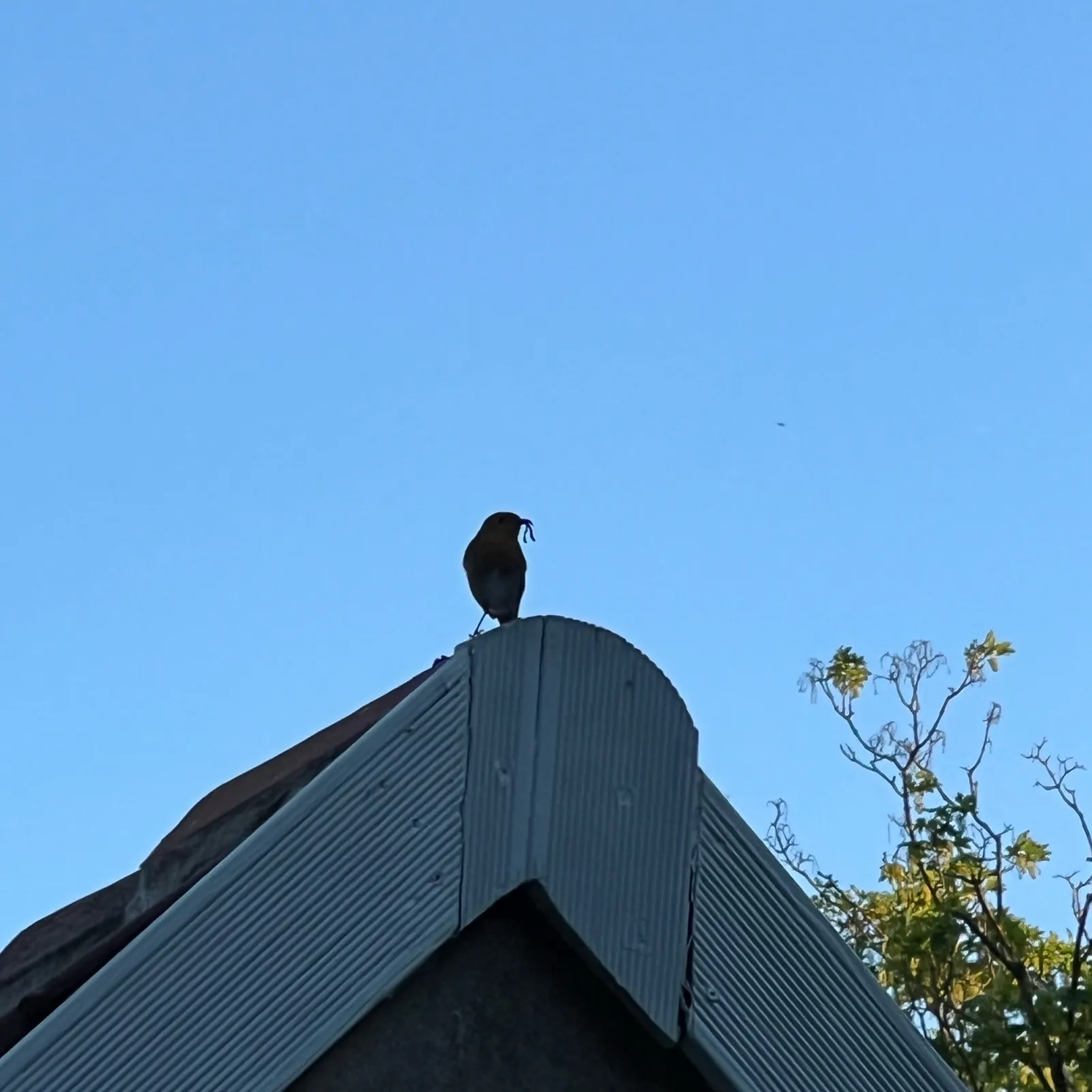 Spotted European Robin