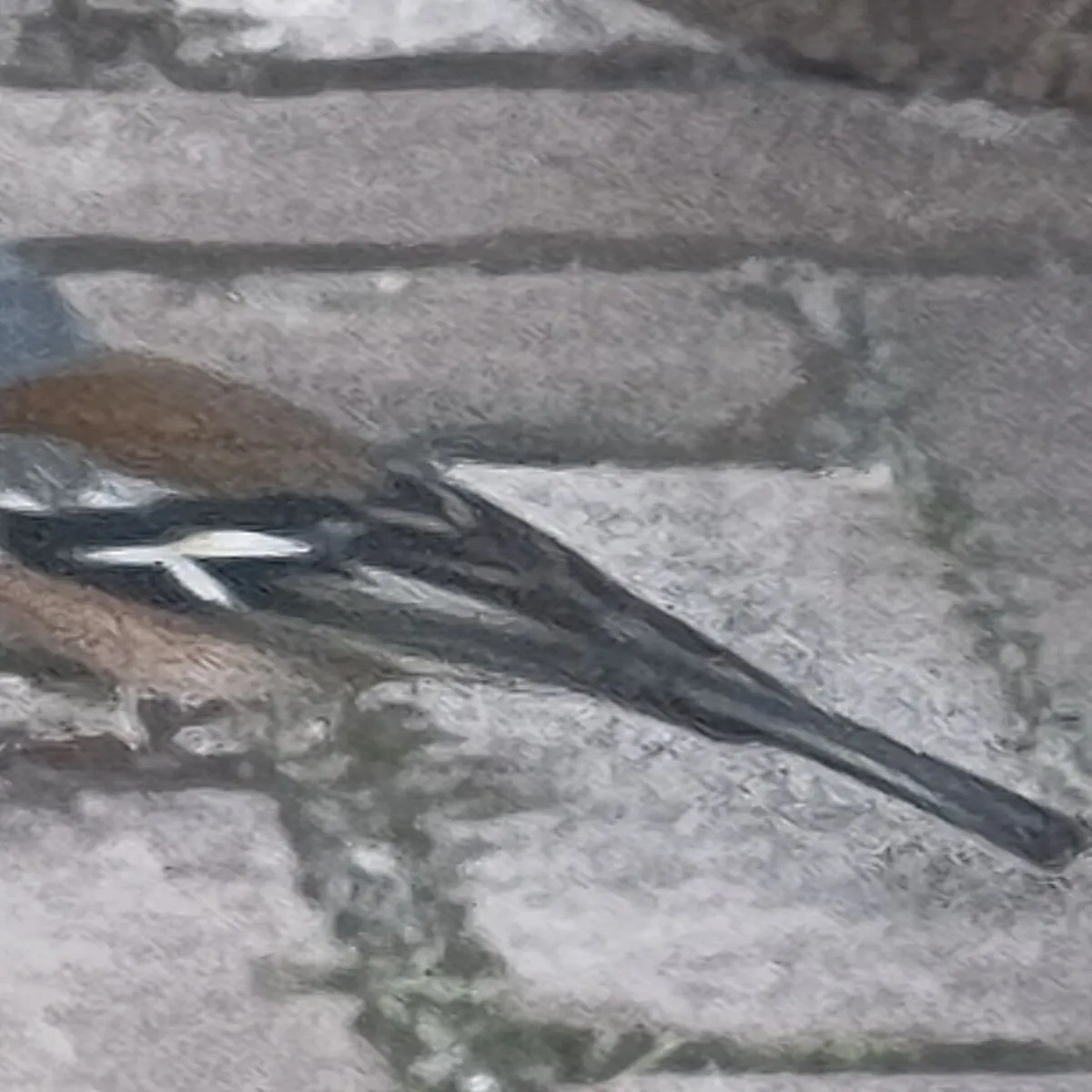 Waargenomen Vink