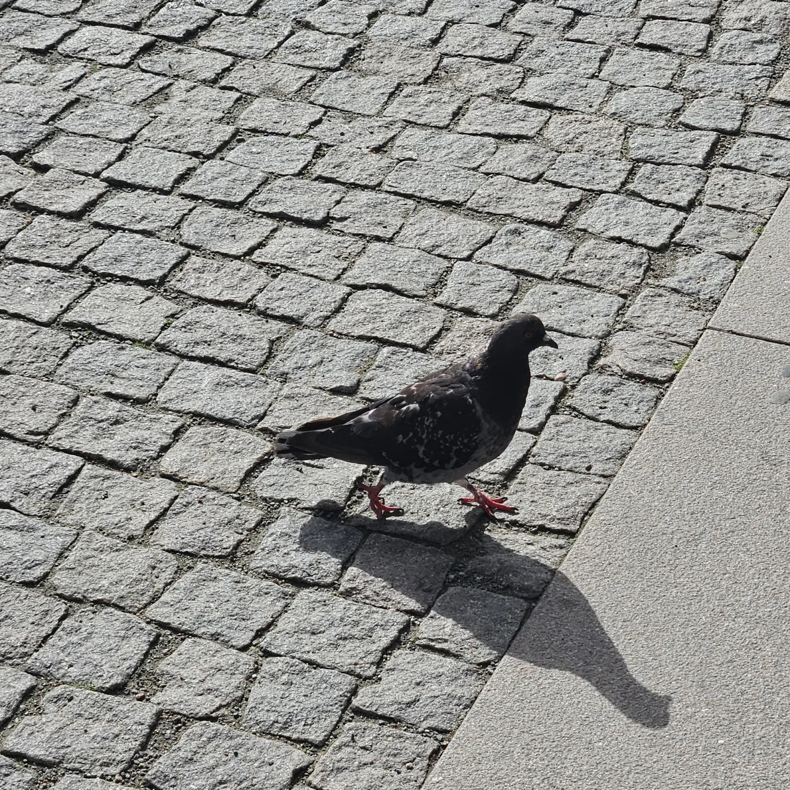 Spotted Rock Pigeon
