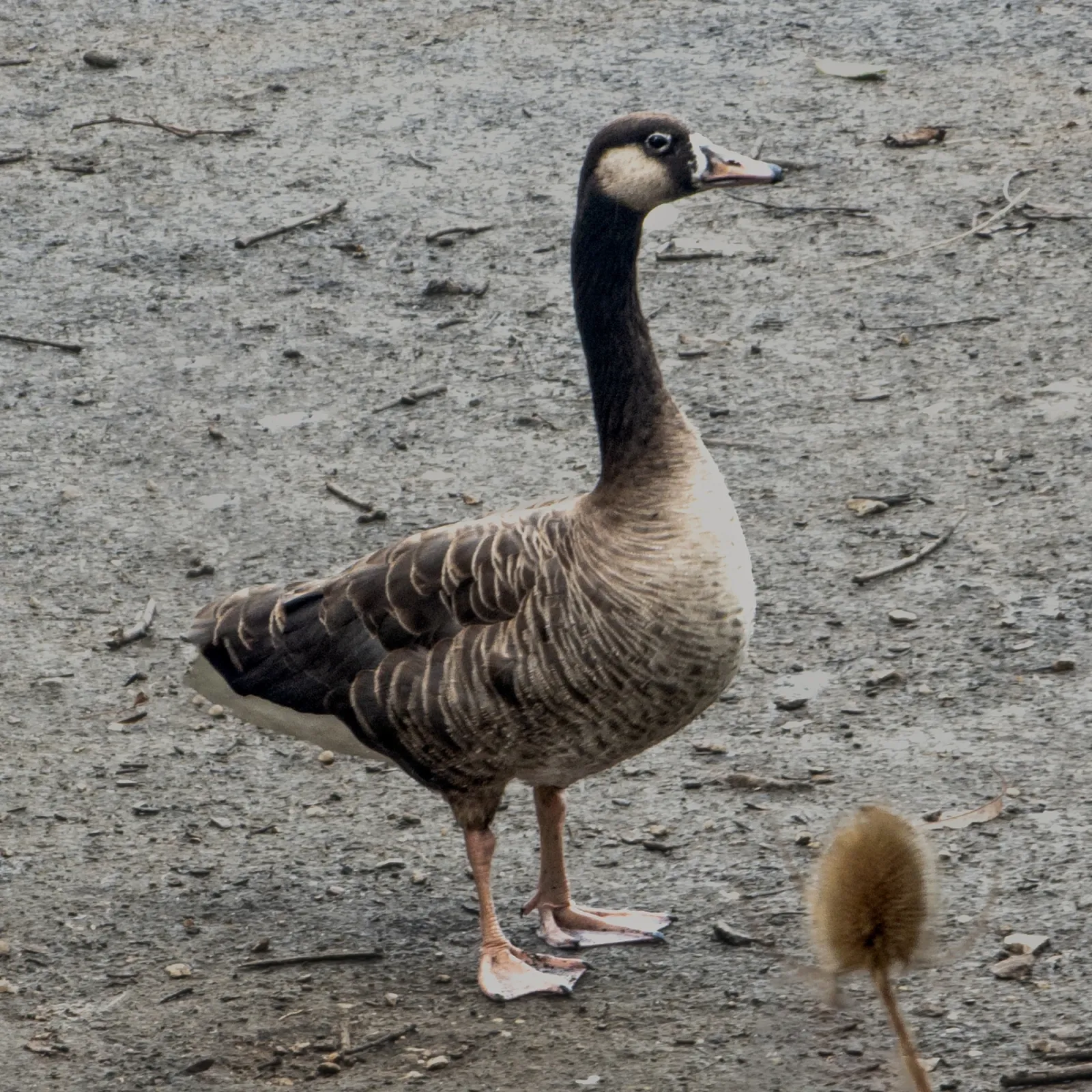 Spotted Canada Goose