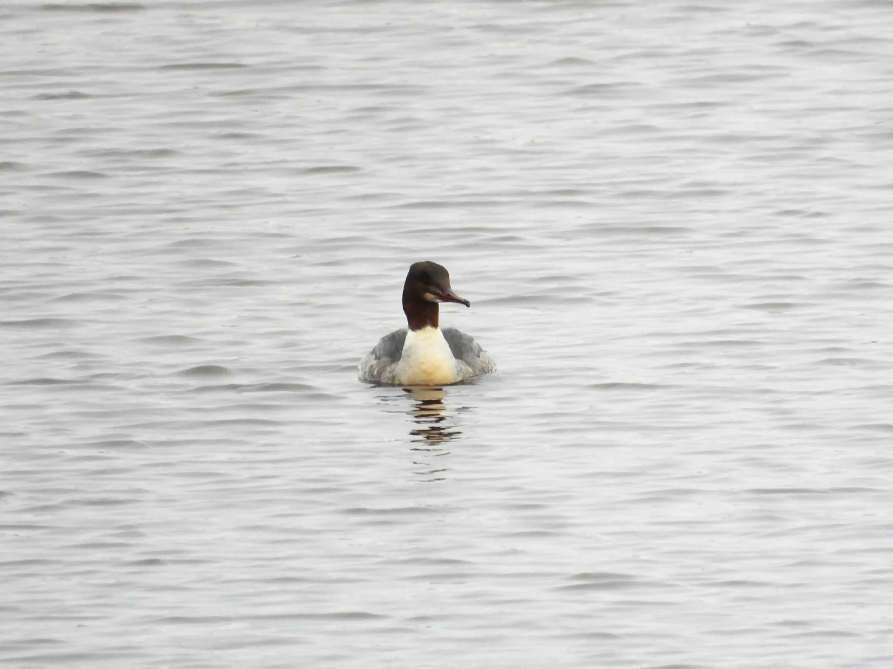 Gespotte Grote zaagbek