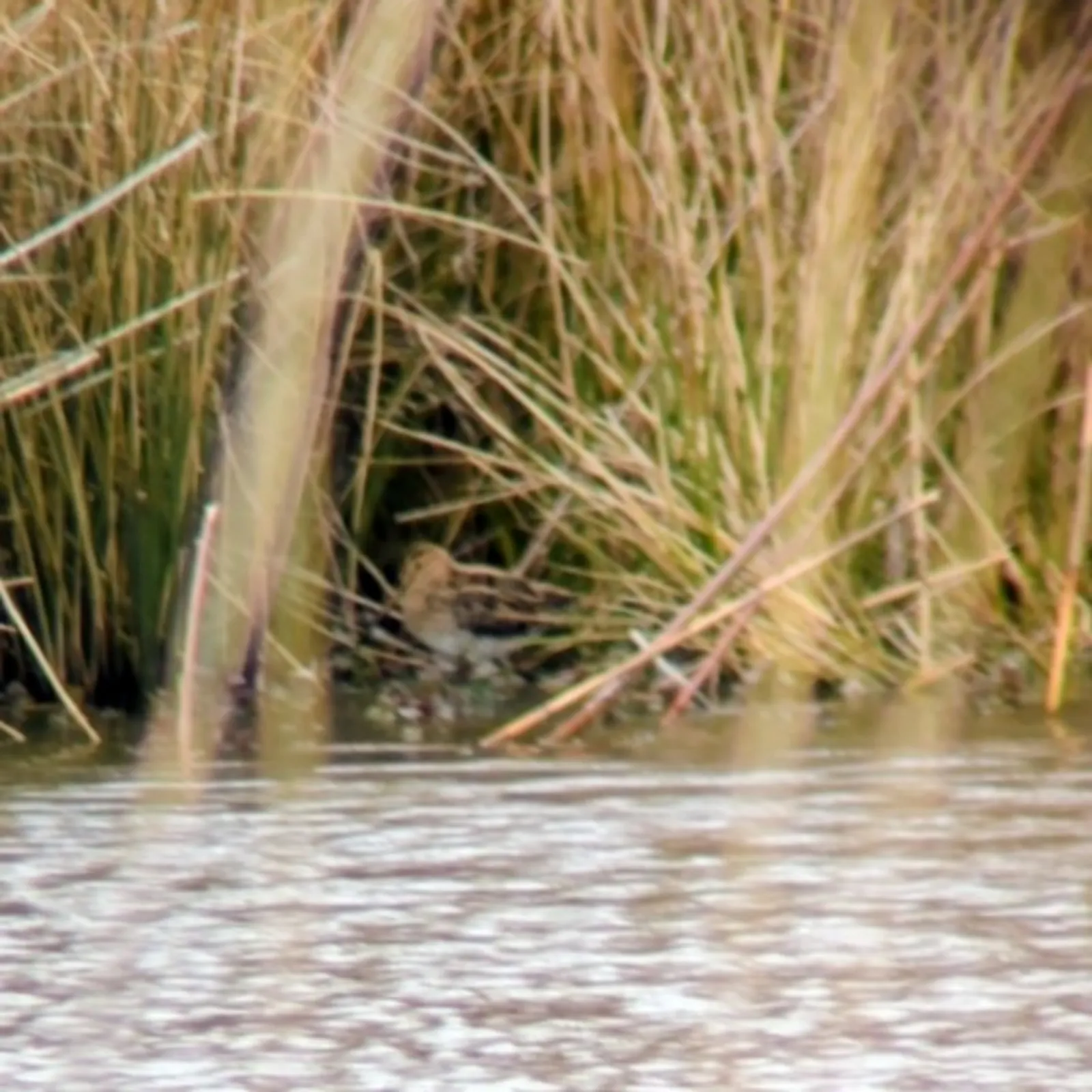 Gespotte Watersnip