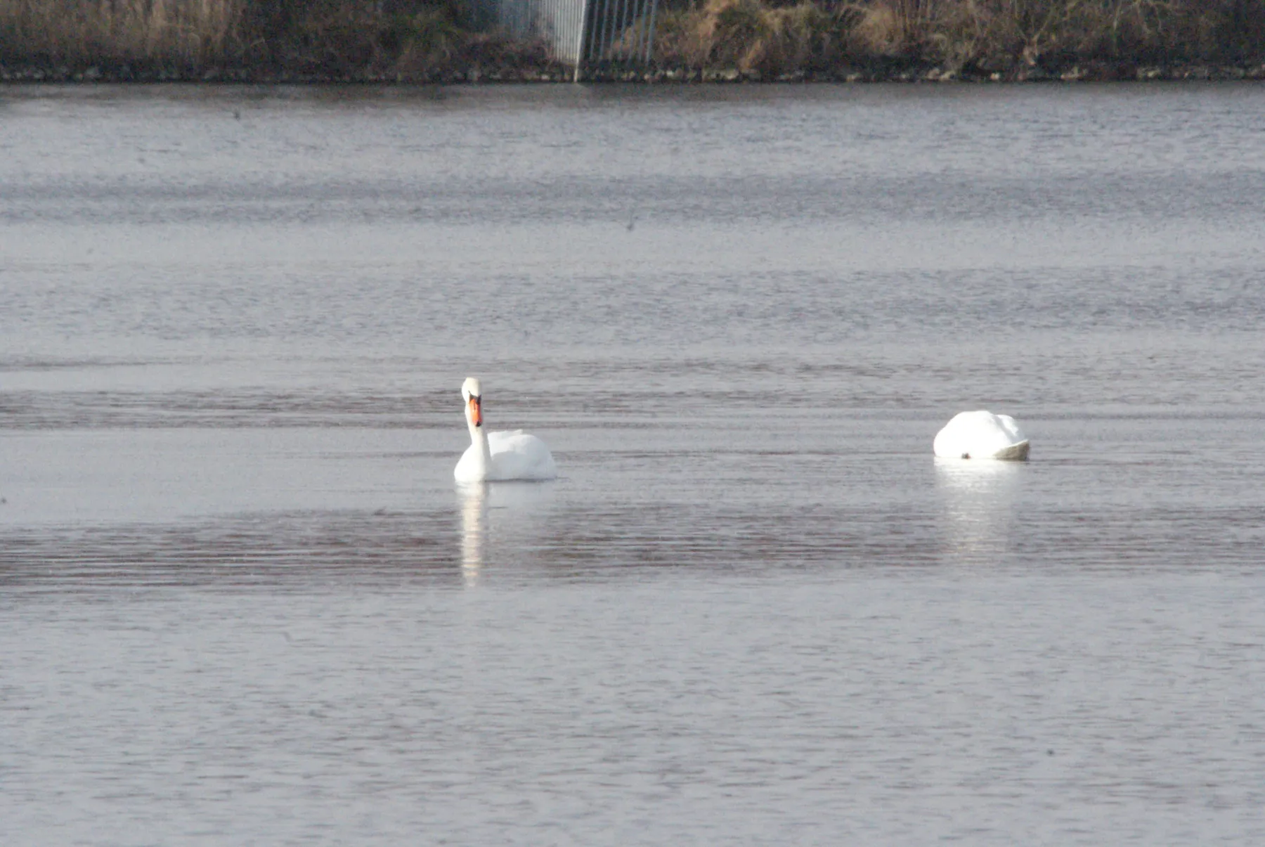 Gespotte Knobbelzwaan