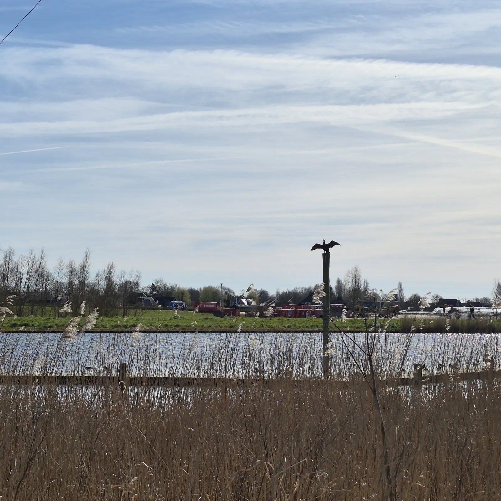 Gespotte Aalscholver