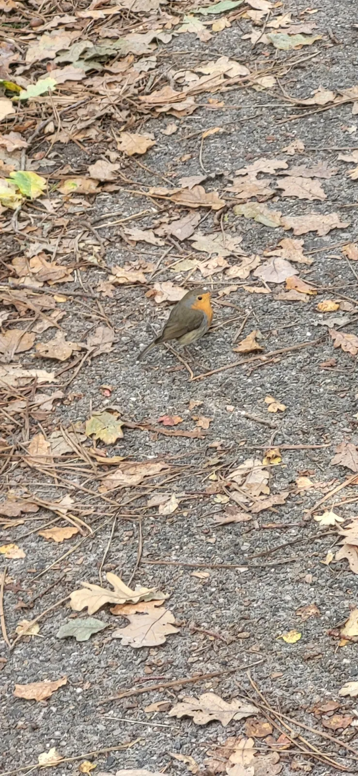 Gespotte Roodborst
