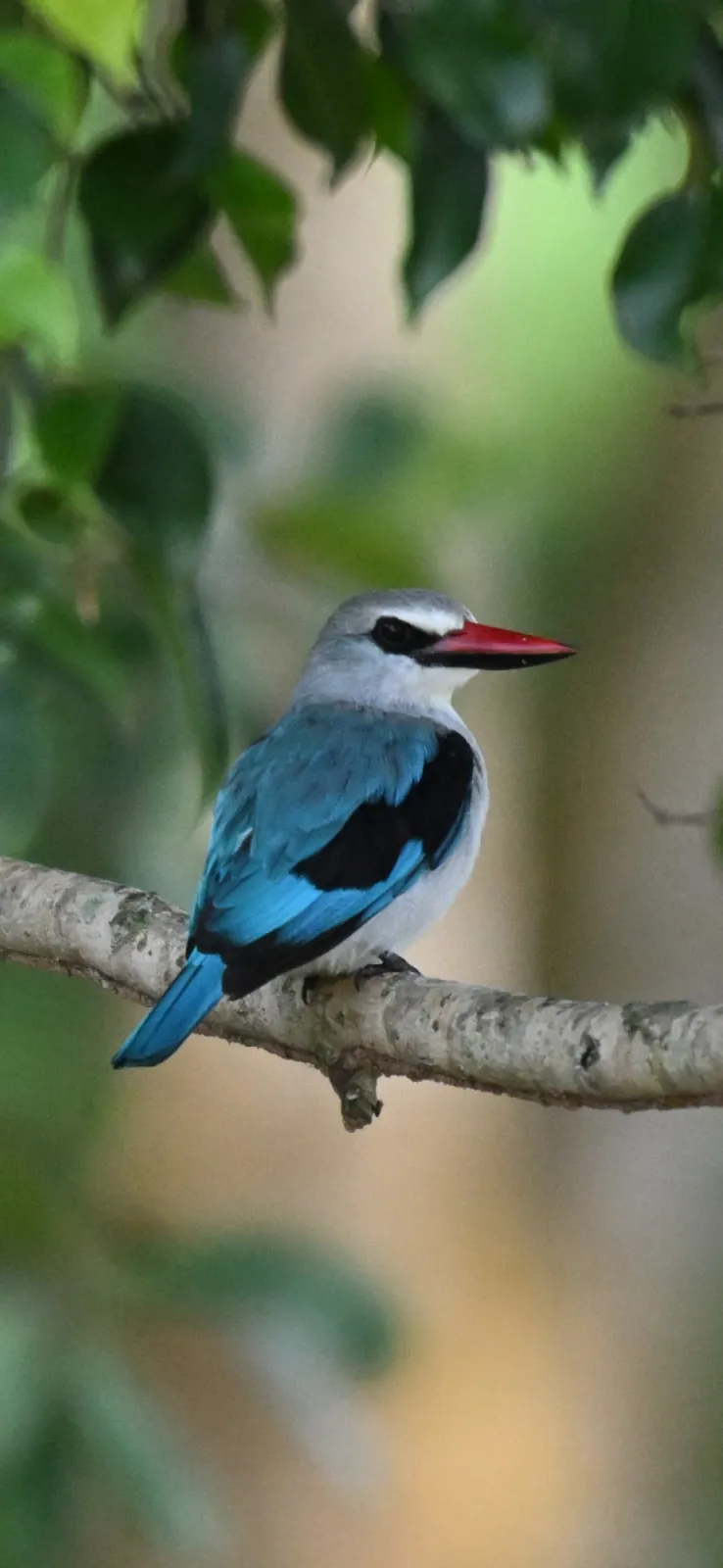 Waargenomen Senegalijsvogel