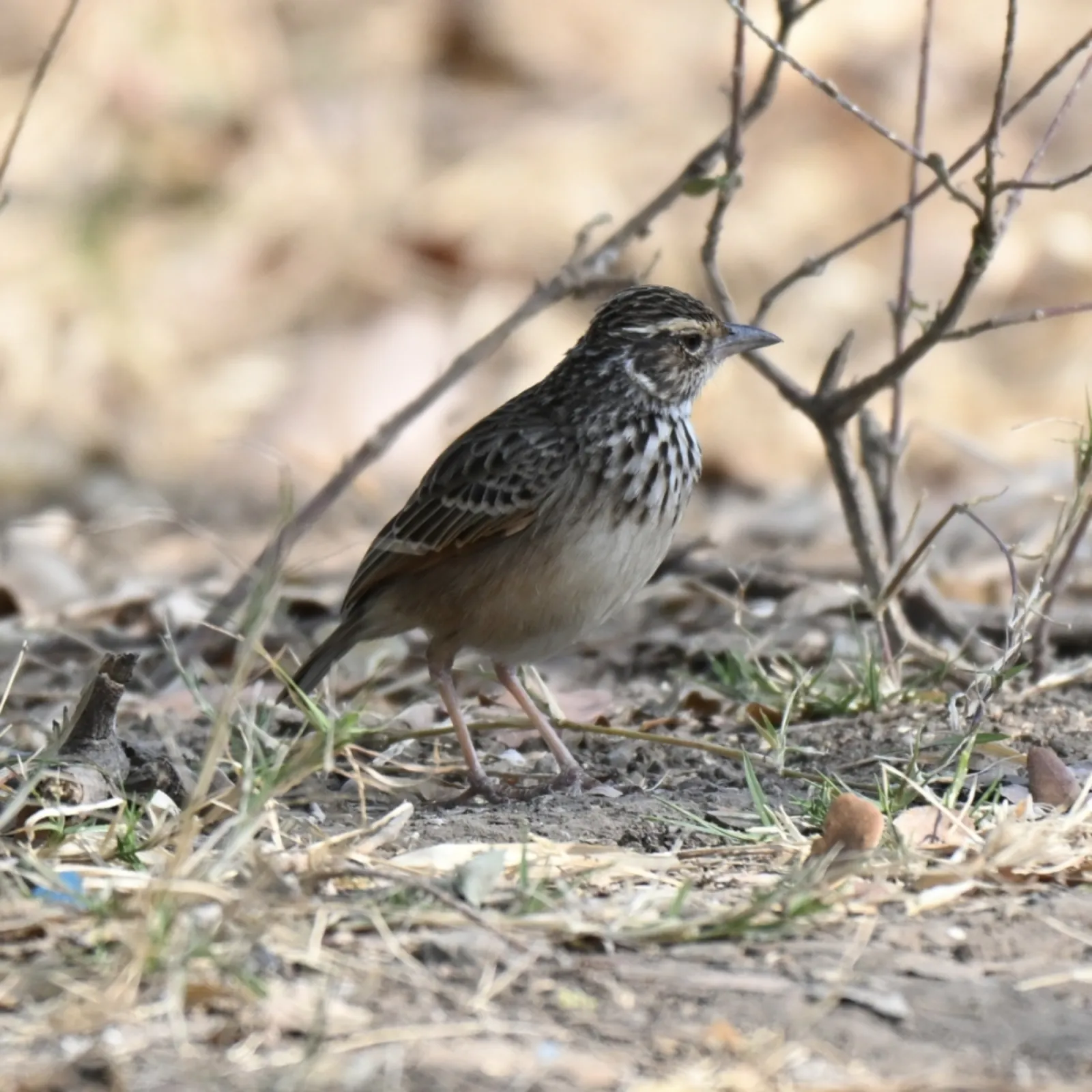 Gespotte Indochinese struikleeuwerik