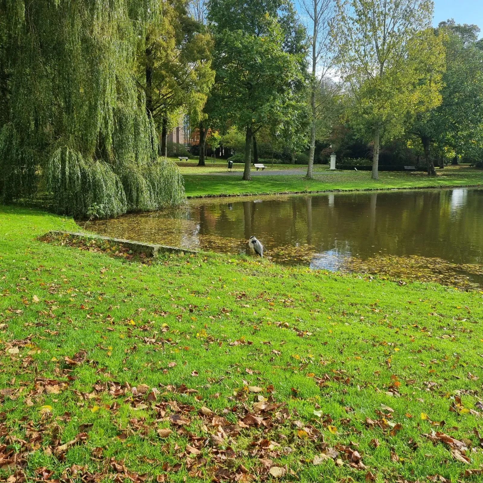 Gespotte Blauwe reiger