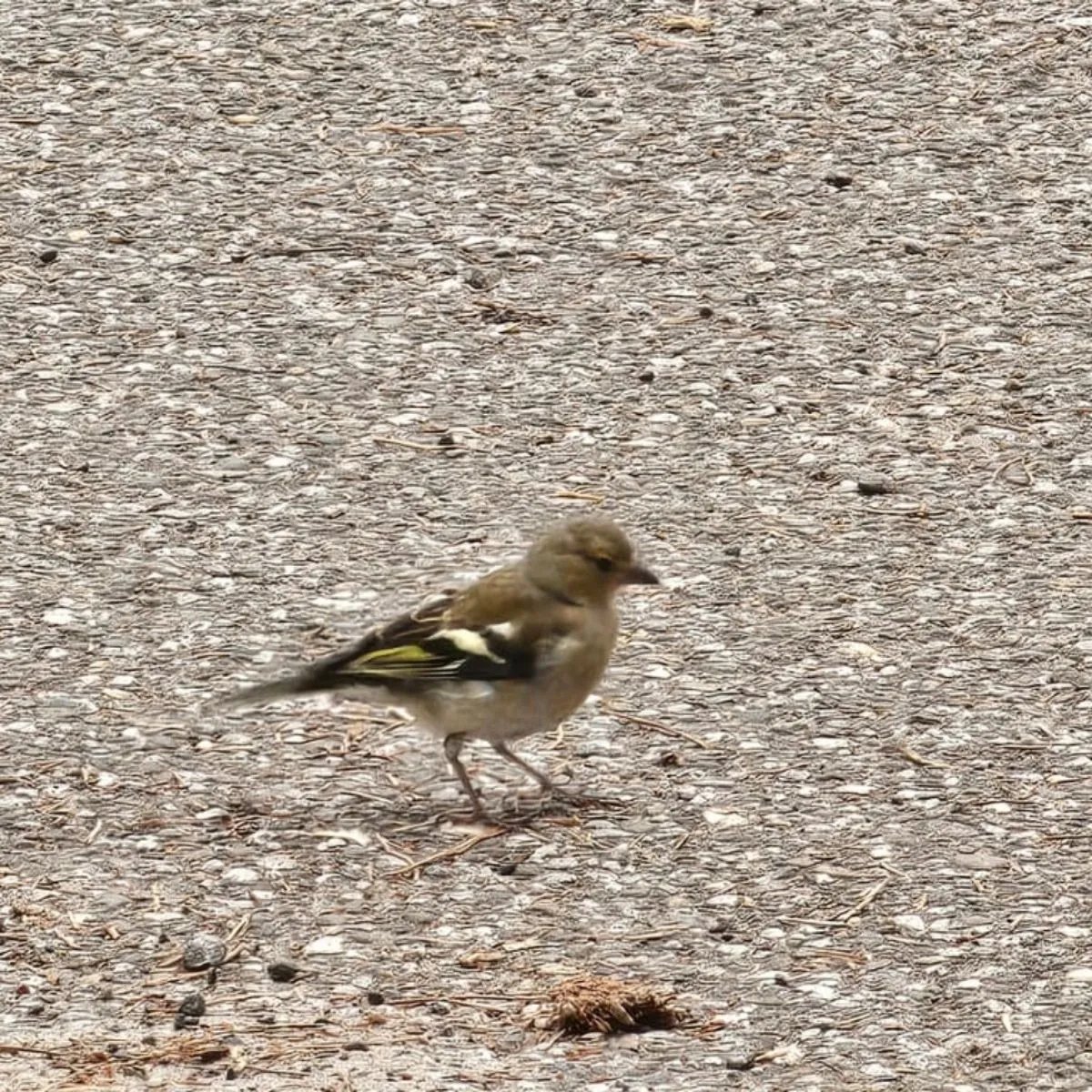 Waargenomen Vink