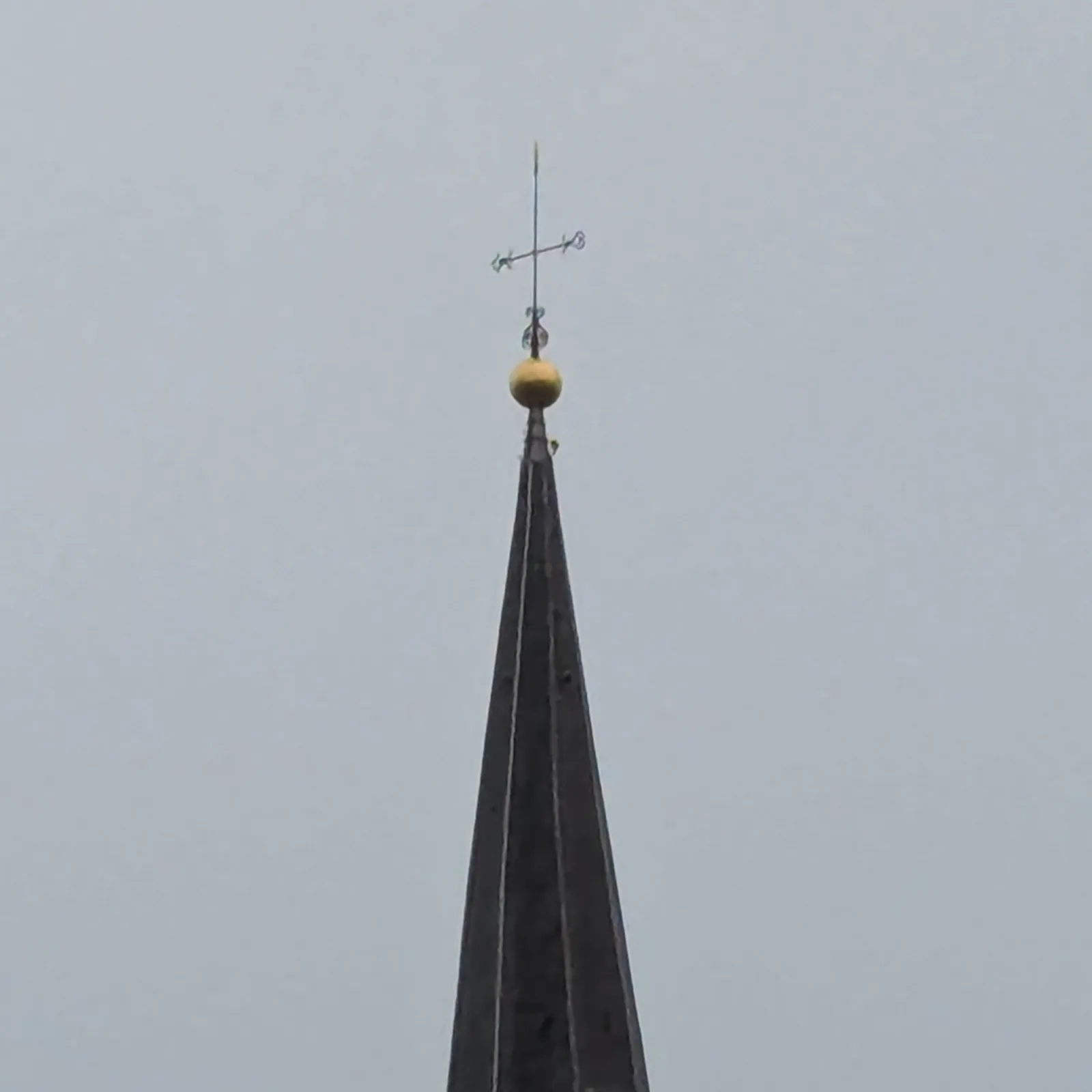 Gespotte Slechtvalk