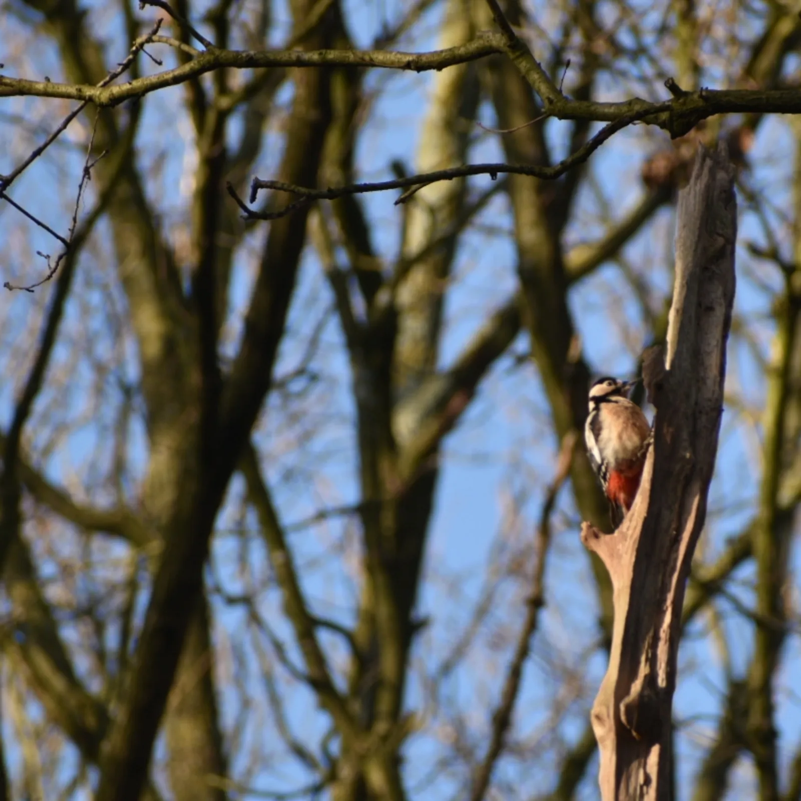 Gespotte Grote bonte specht