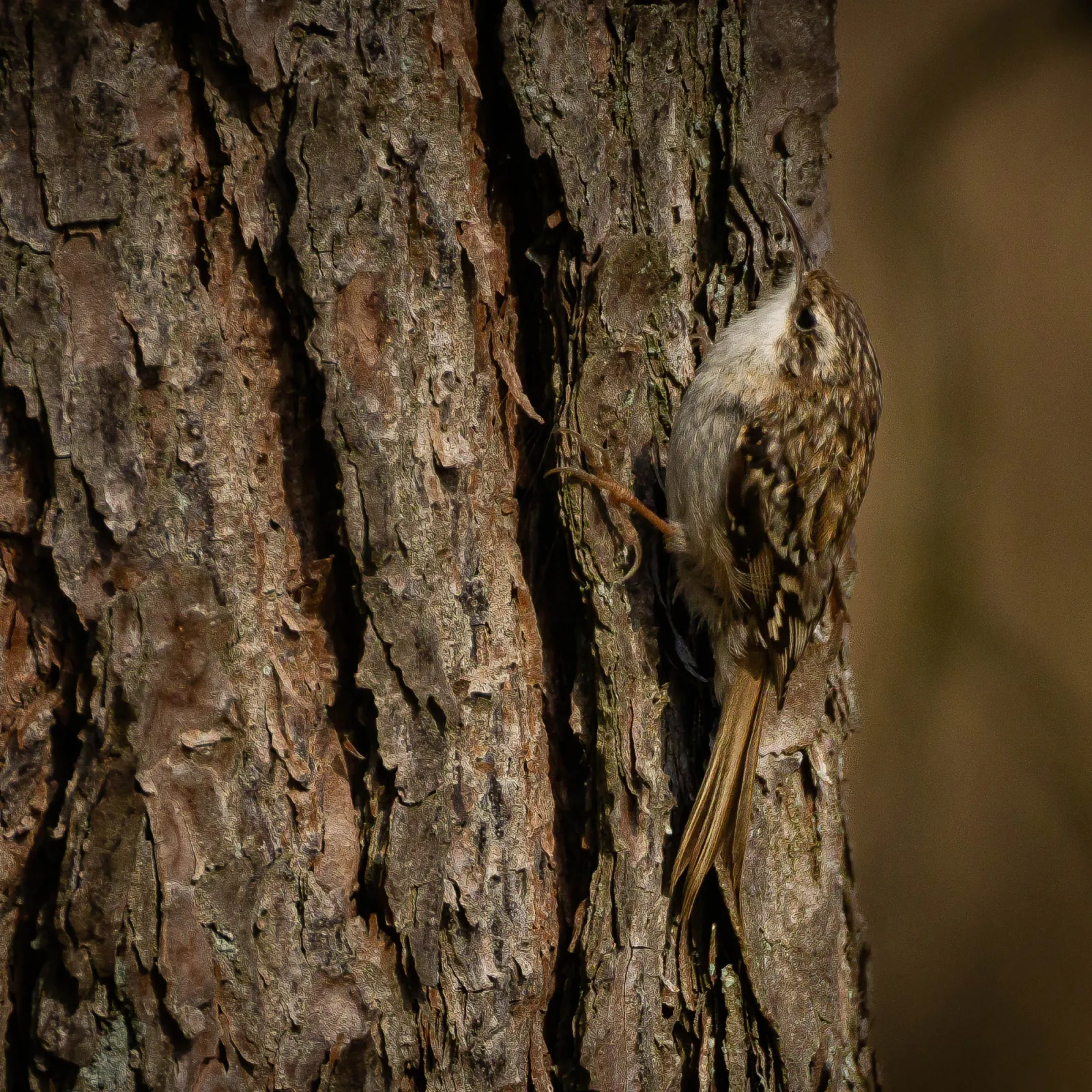 Gespotte Boomkruiper