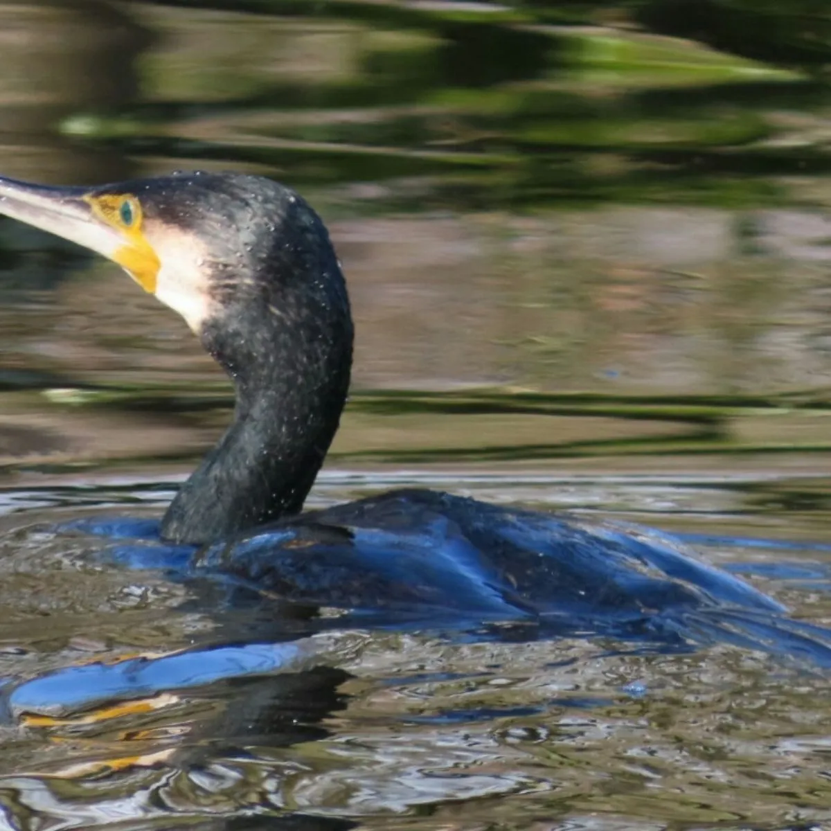 Gespotte Aalscholver