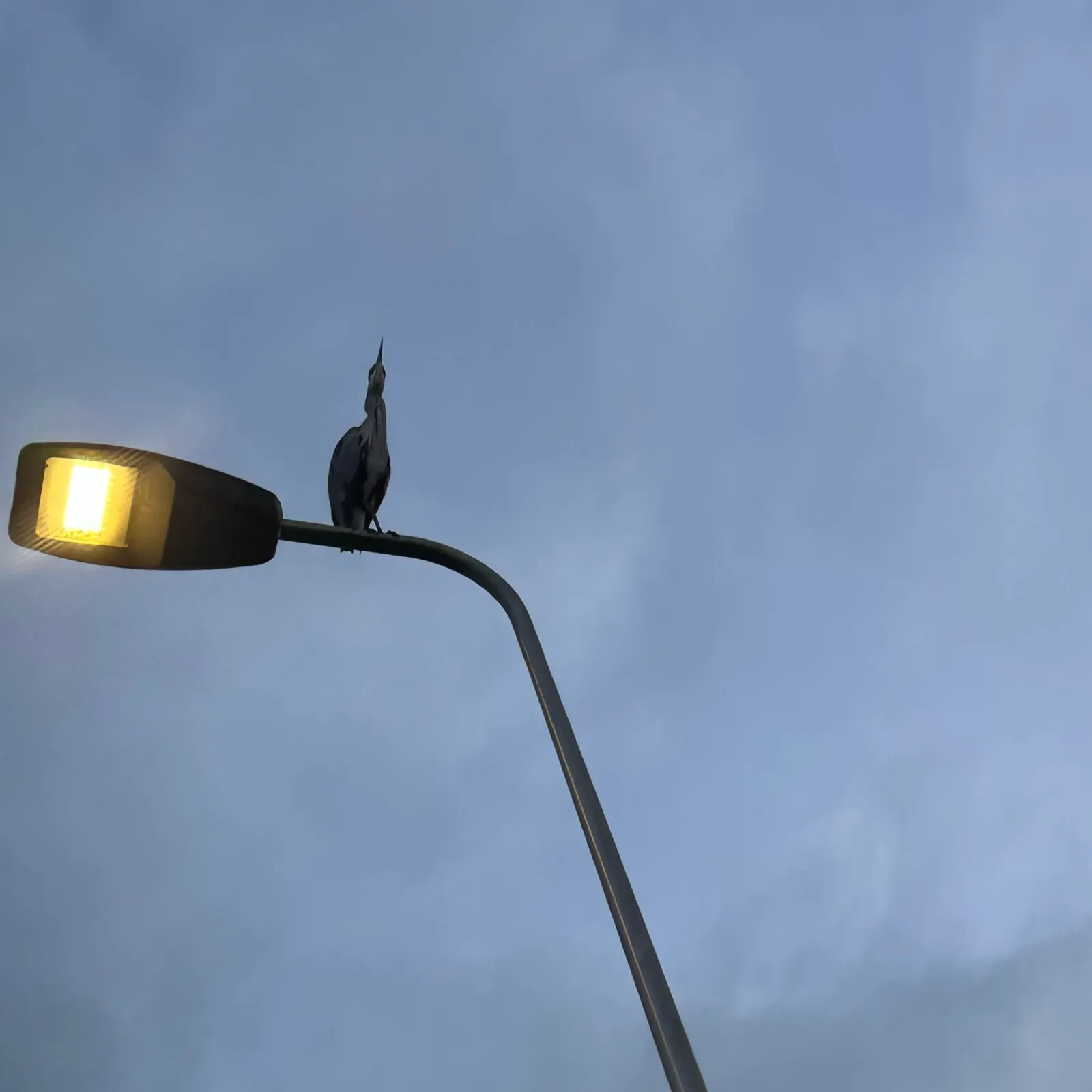 Waargenomen Blauwe reiger