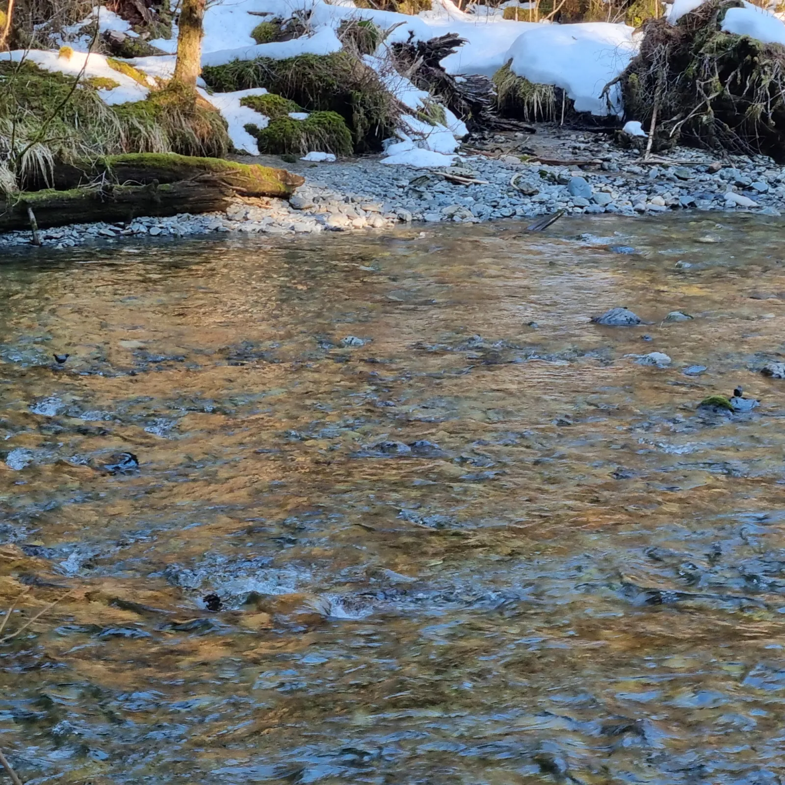 Spotted American Dipper
