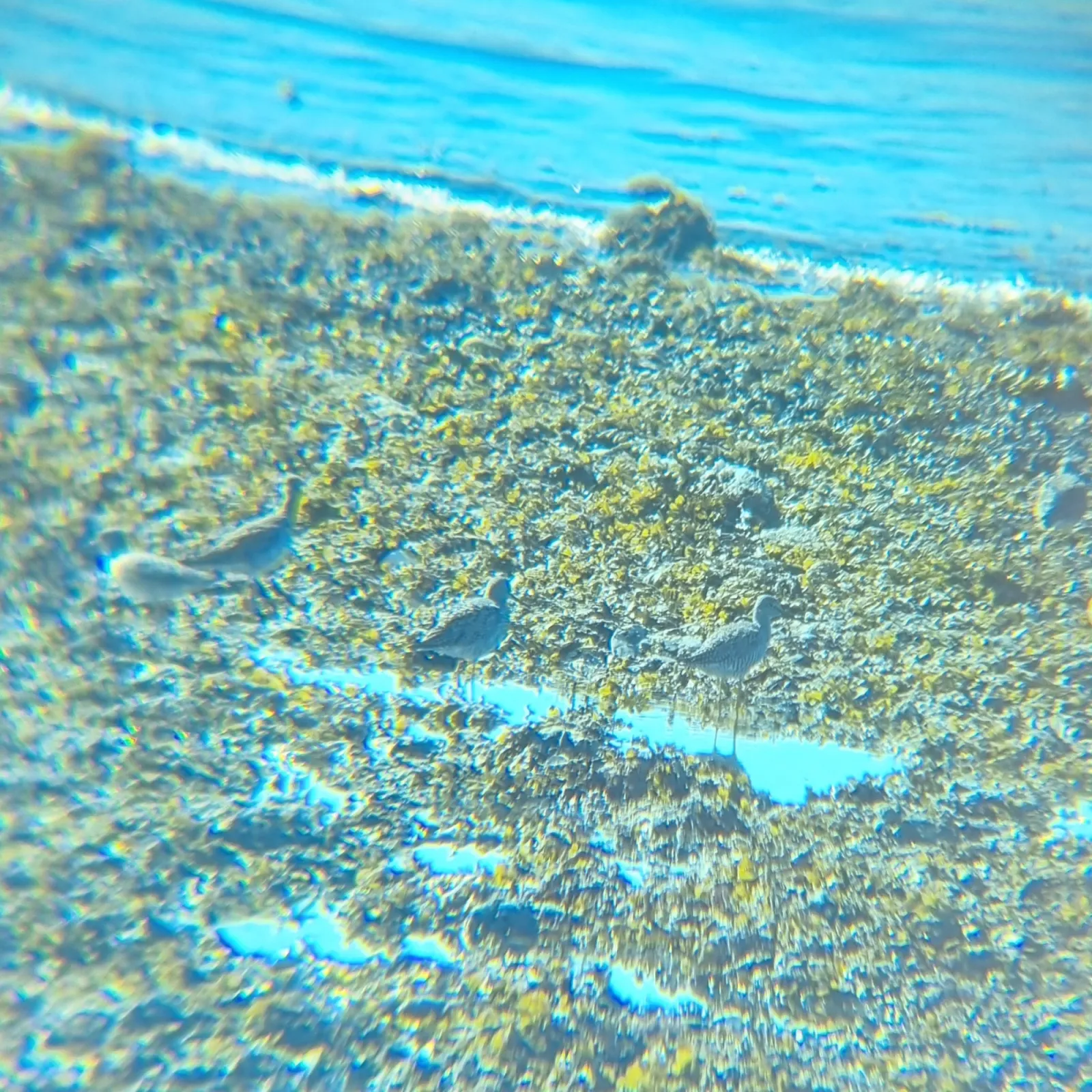 Spotted Greater Yellowlegs