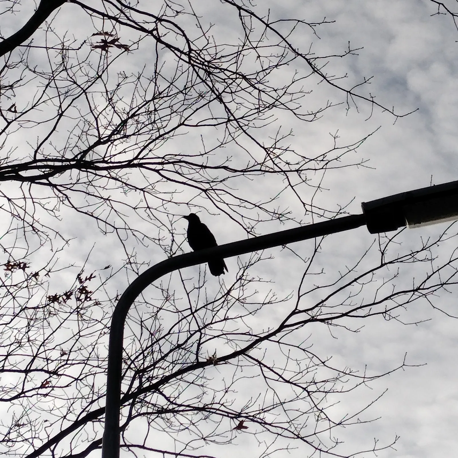 Gespotte Zwarte kraai