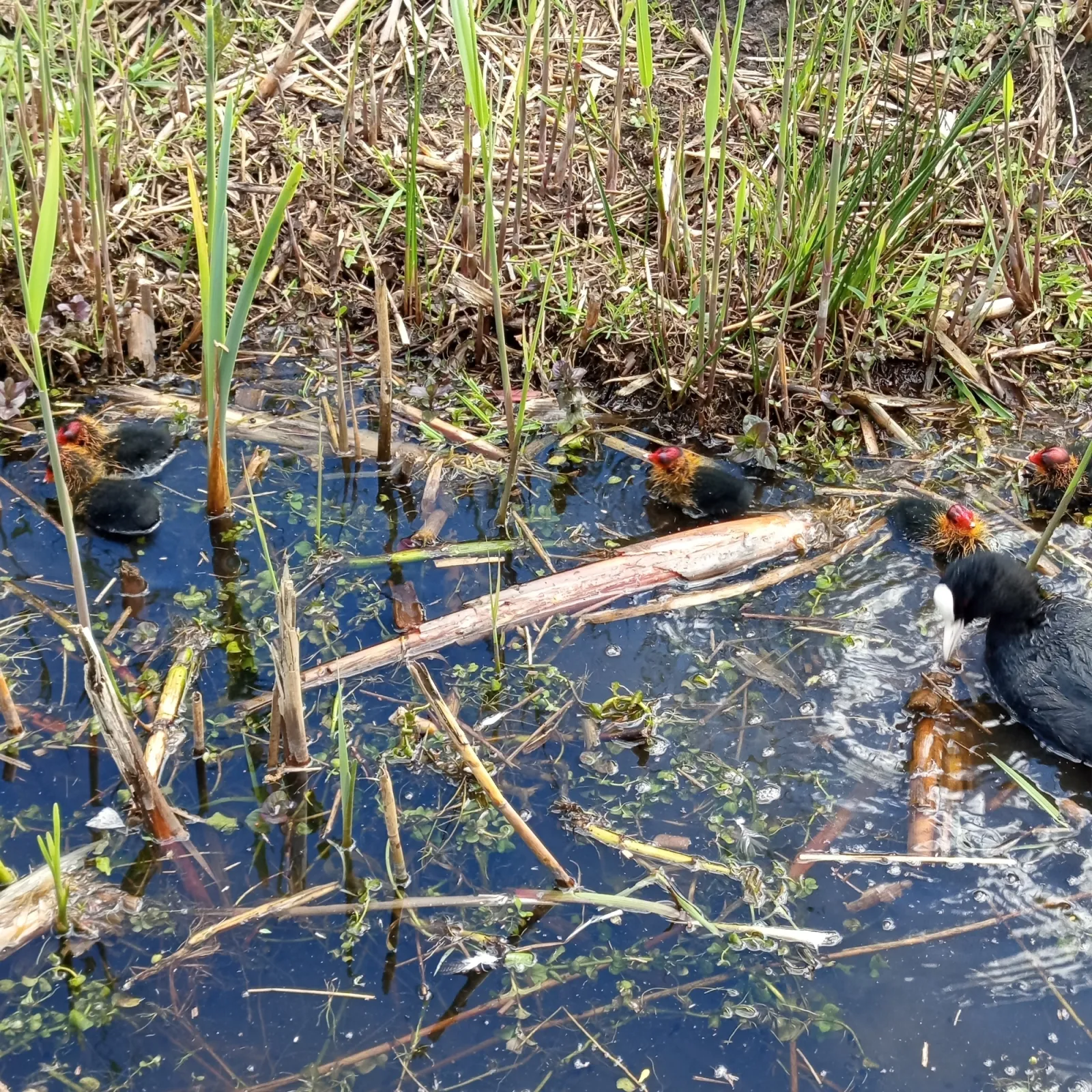 Spotted Eurasian Coot