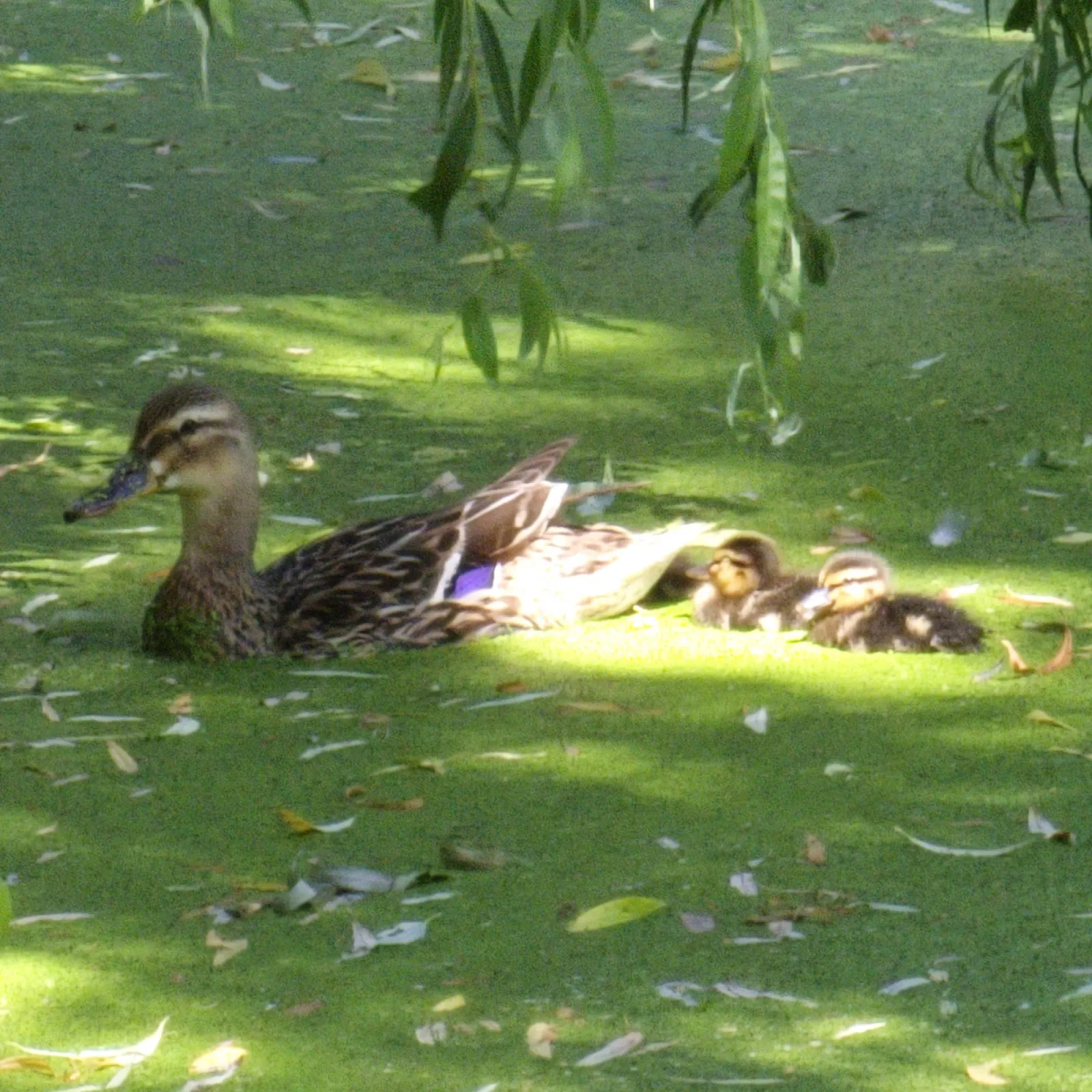 Spotted Mallard
