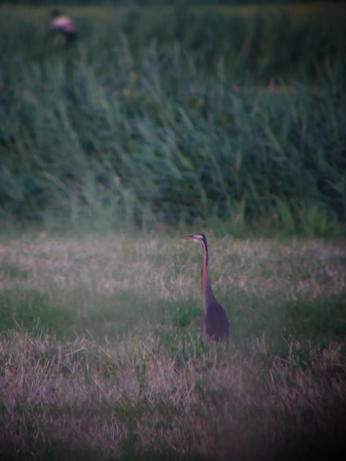 Waargenomen Purperreiger