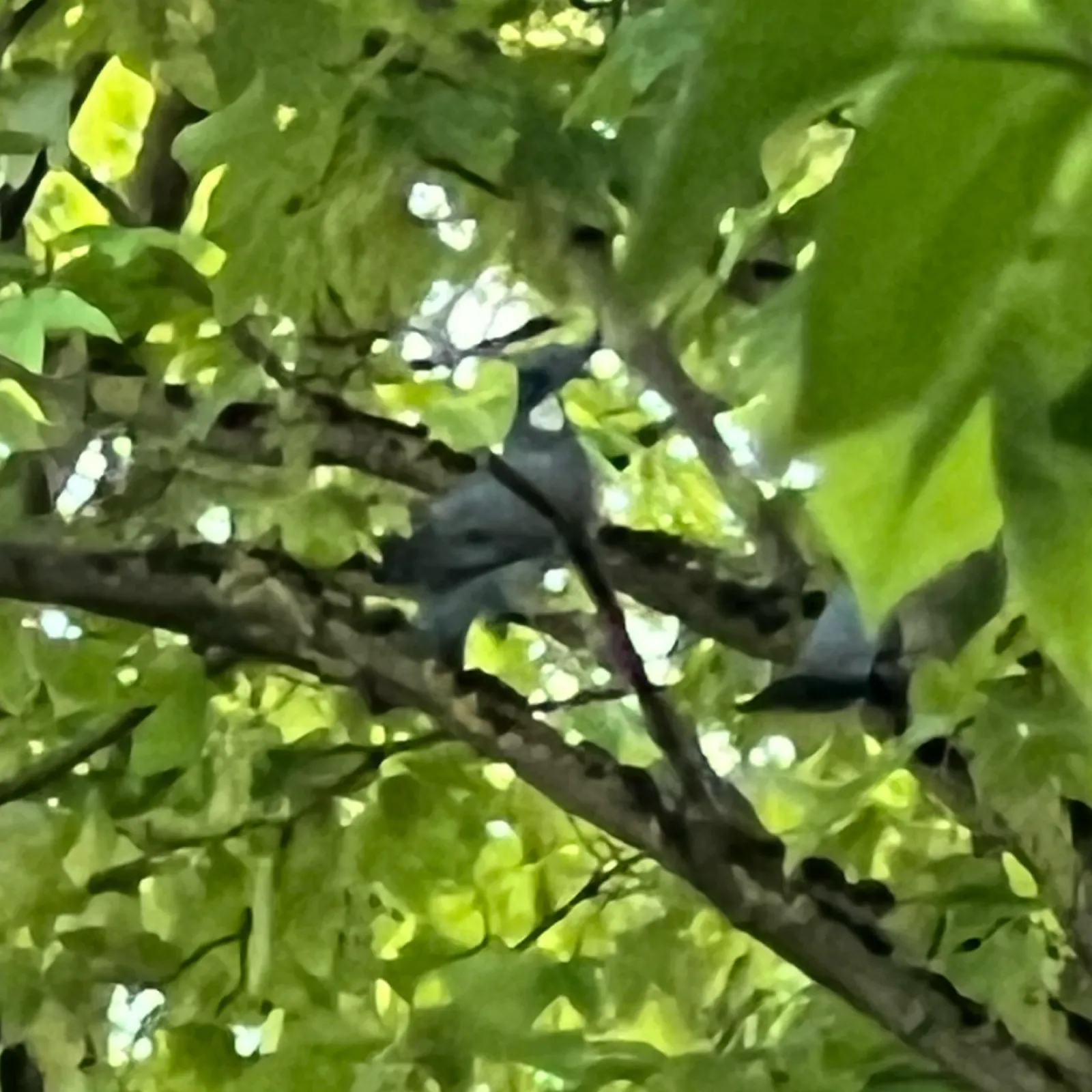 Spotted Common Wood-Pigeon