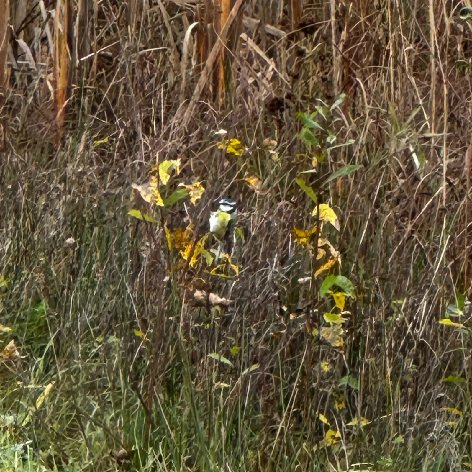 Gespotte Zwarte mees